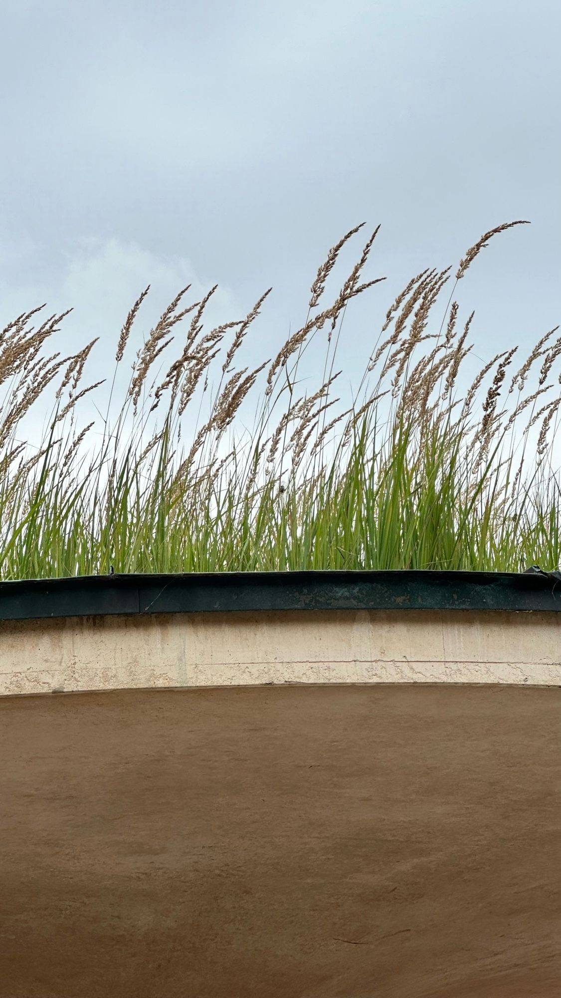 Some grass against sky