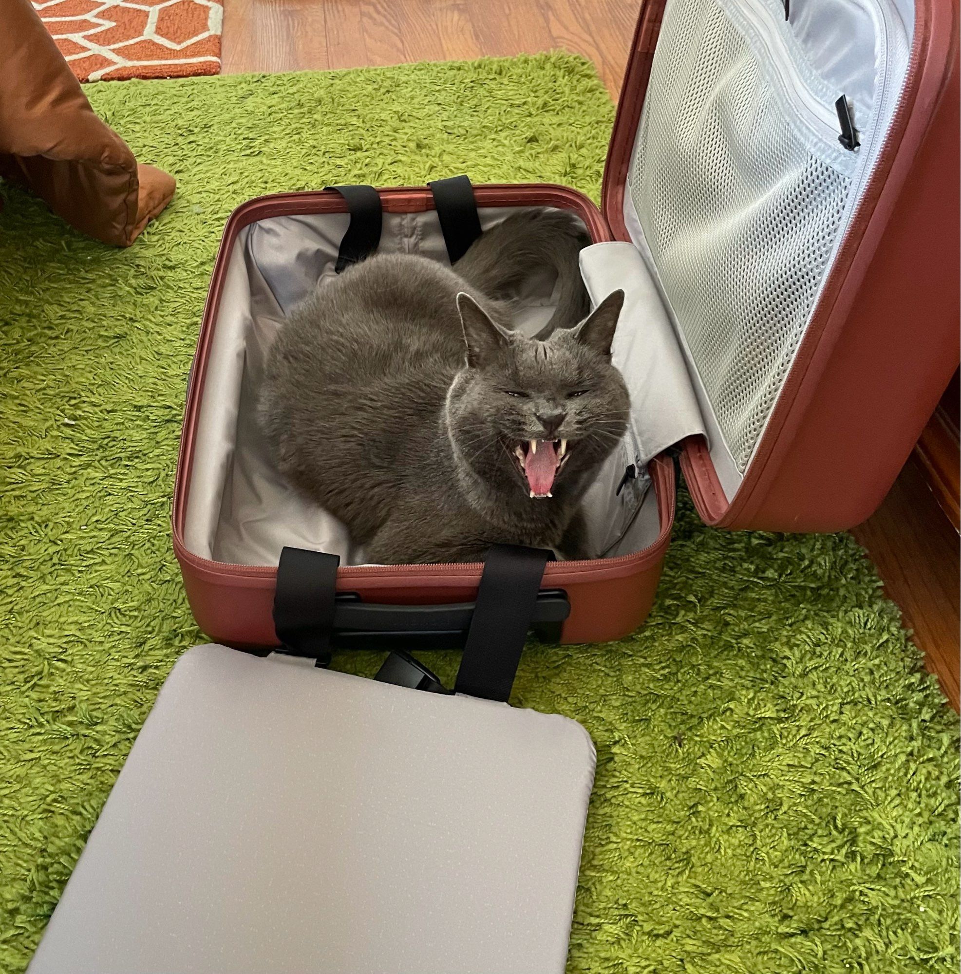 My grey cat sitting in my otherwise empty suitcase, doing a big yawn, waiting for me to take him to the beach