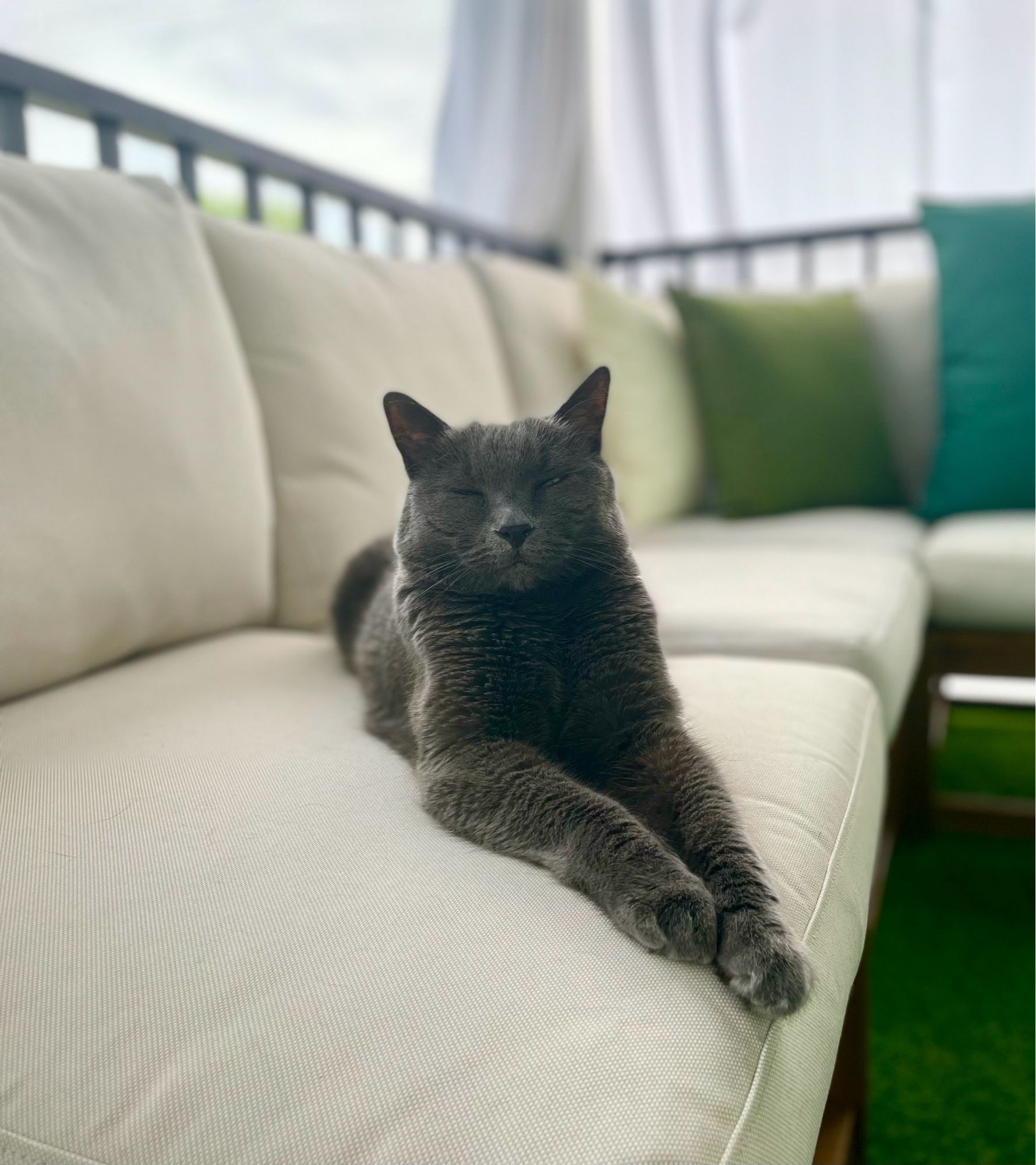 My boy (who is a cat) sitting with his arms stretched out real long, eyes closed, relaxed as hell