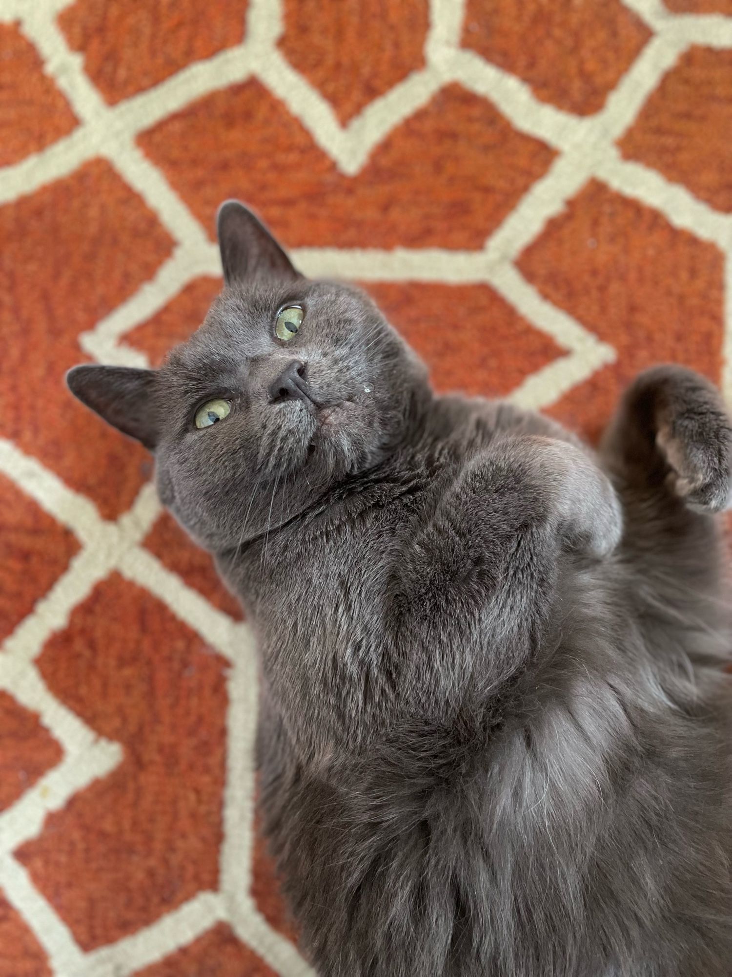 My grey cat laying on the carpet, mantis hands up, a lil dabble of drool on his face, lookin’ real cute