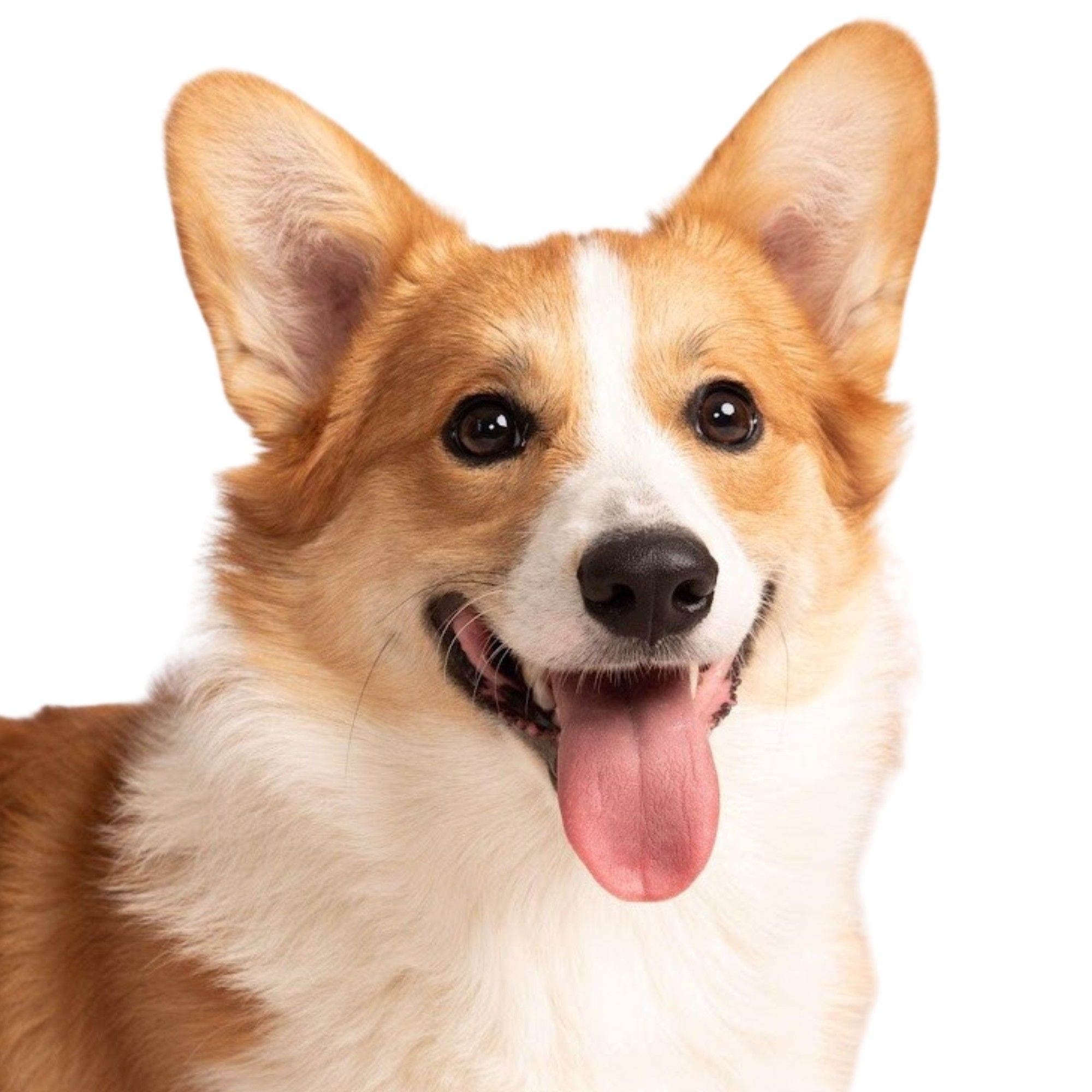 A very high quality photo of a cute brown and white corgi smiling