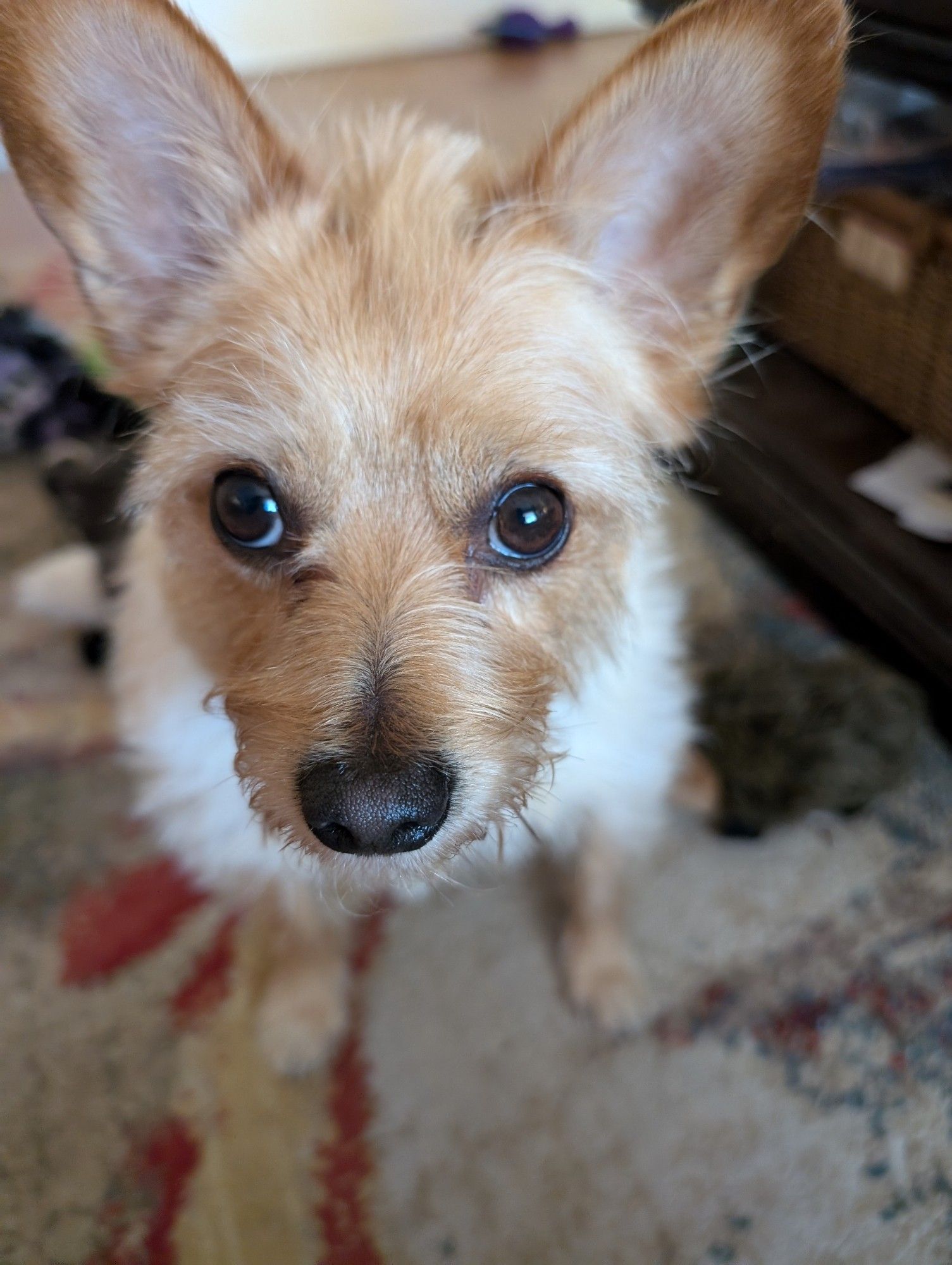 A top down up close photo of Milo, a tan long haired Chihuahua mix, with big ears looking at the camera wanting something (my apple slices).