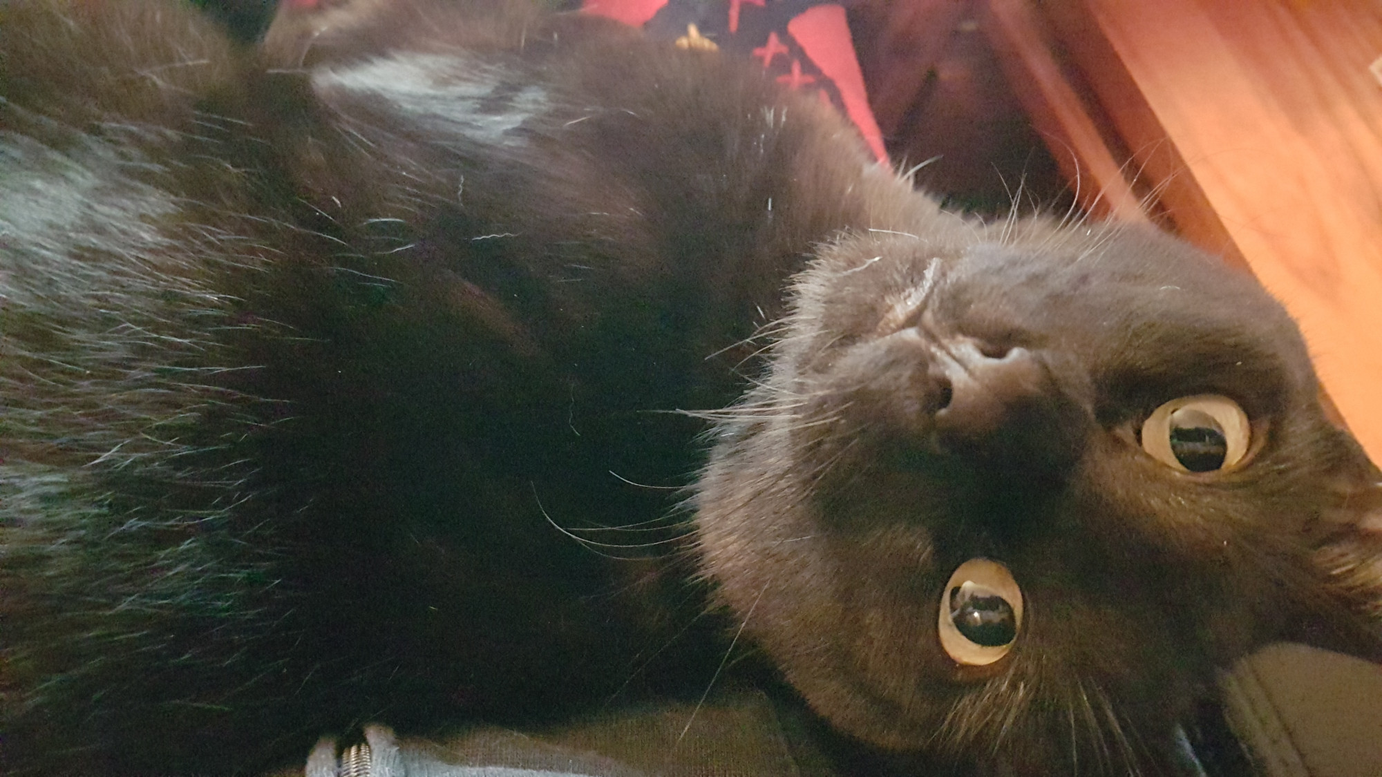 A black cat on someone's lap, their eyes open wide and looking at the camera.