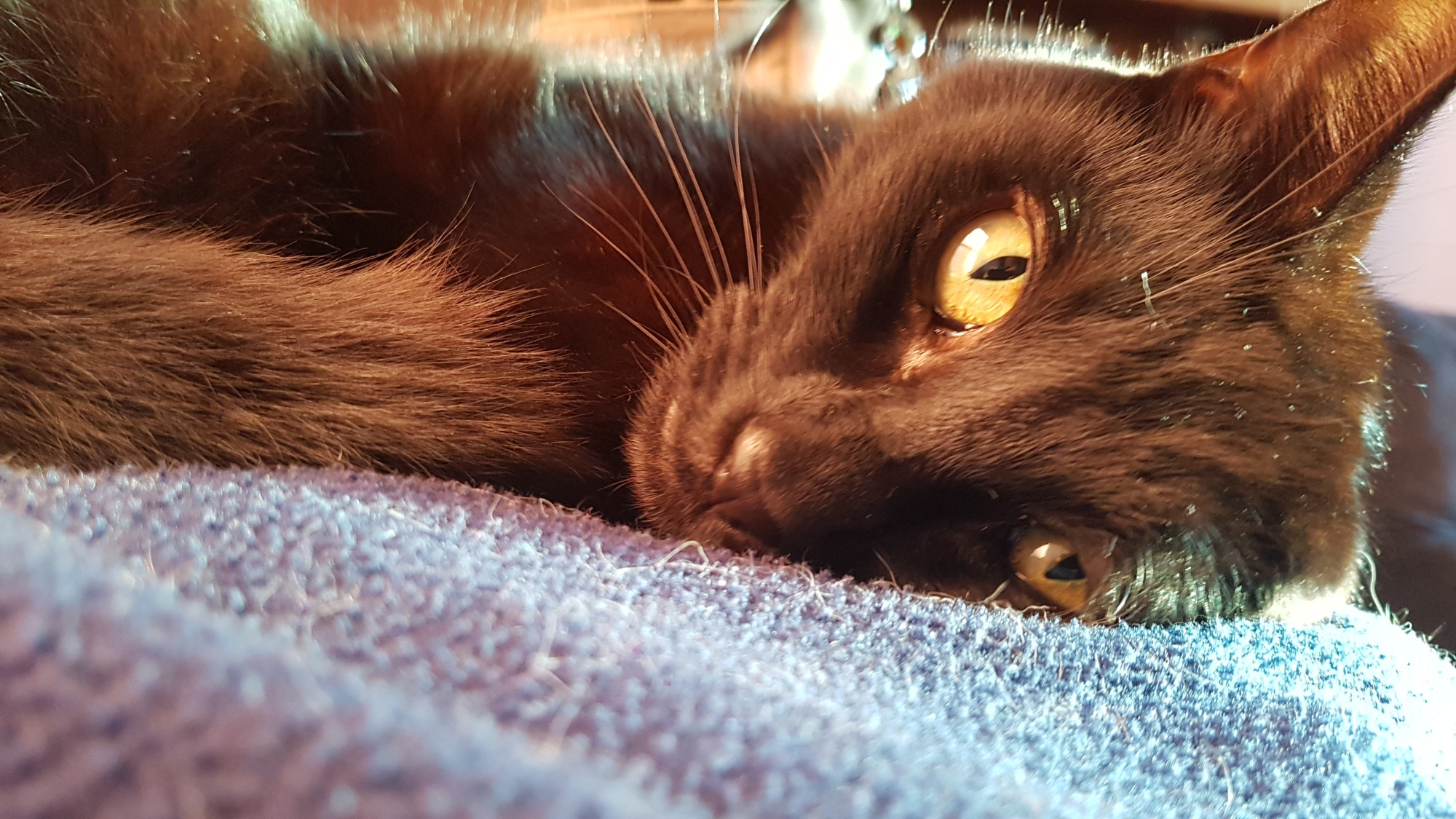 A black cat that had been sleeping but was disturbed by someone taking his photo and is staring at them, impatiently waiting for them to bugger off.