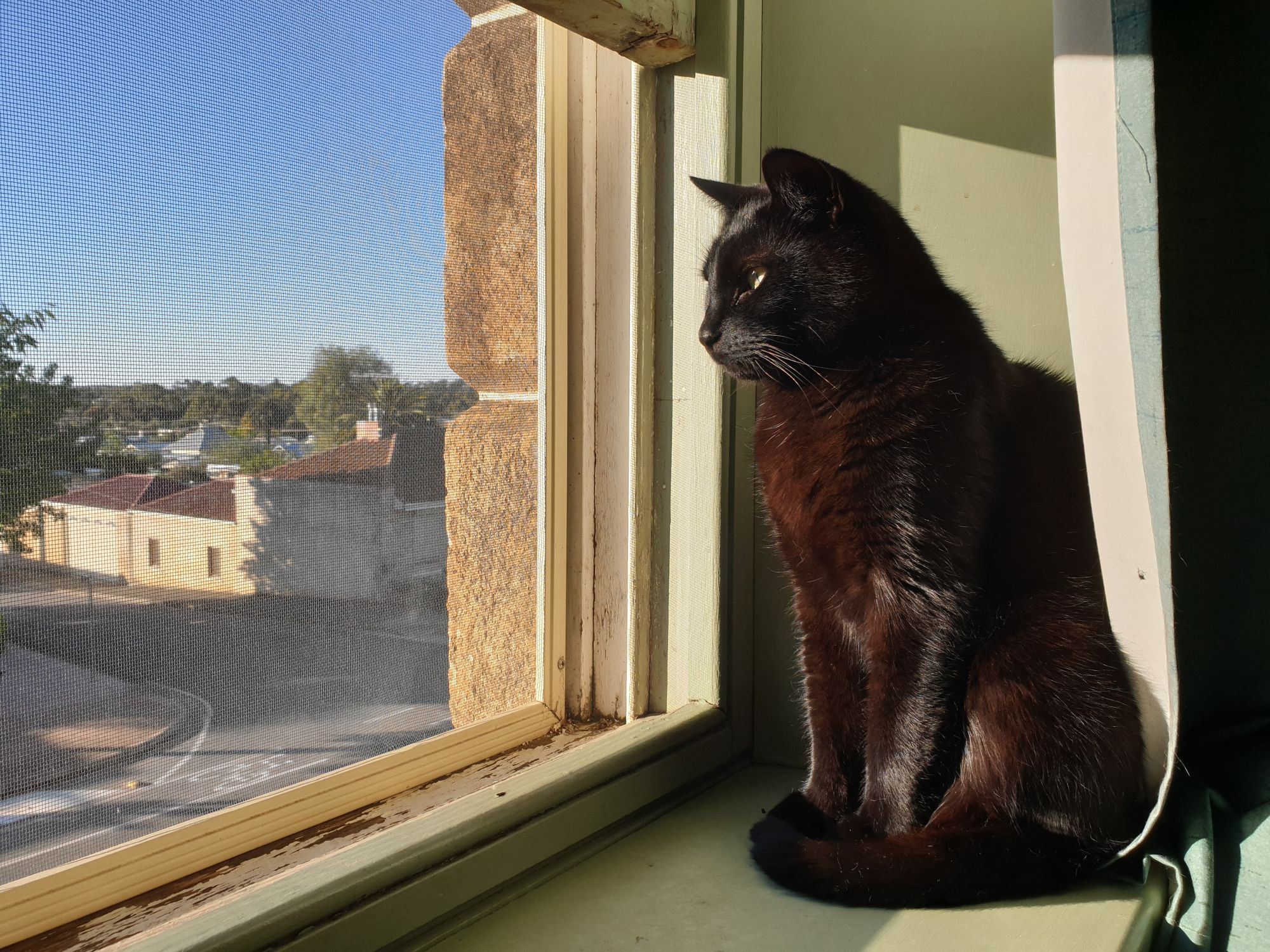 A black cat sitting on a windowsill in the afternoon light, like a regal lord overlooking his kingdom.