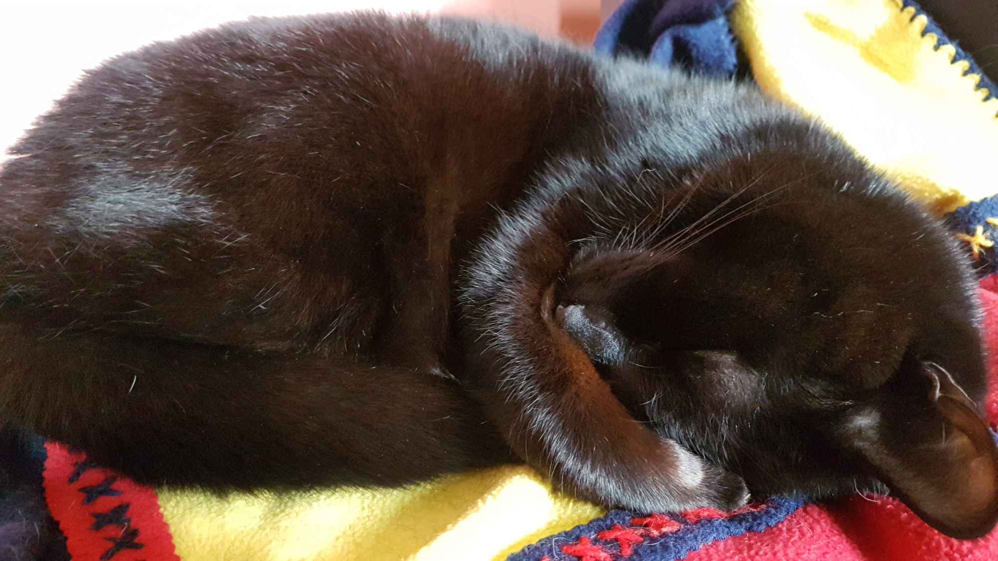 An adorable black cat curled up asleep, with one paw hugging his face. It's just so stinking cute.