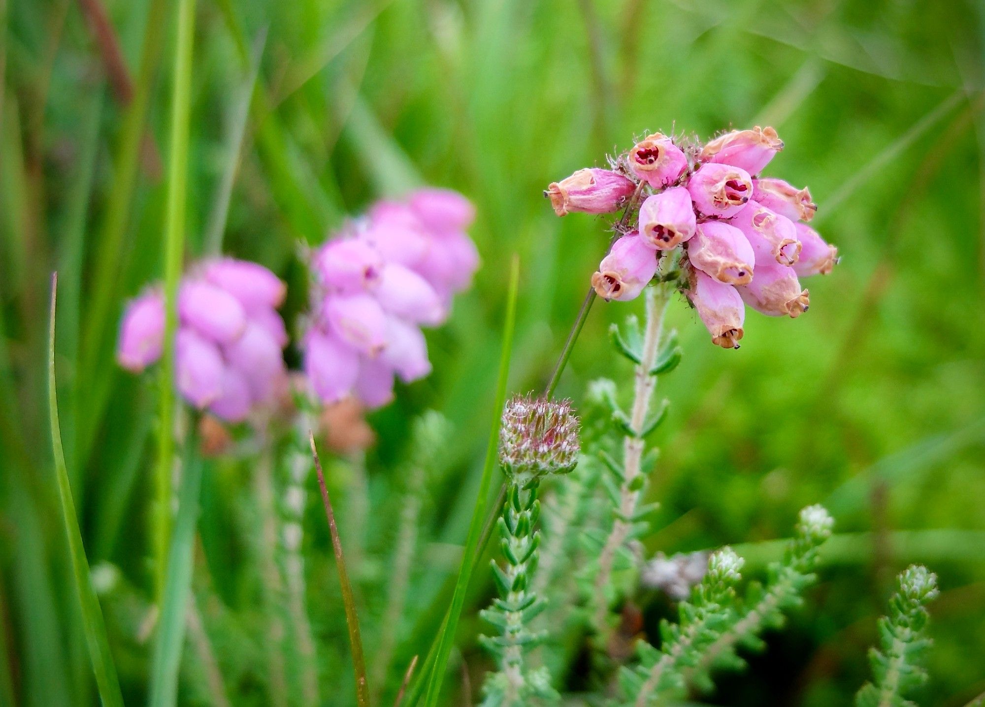 On the right of the photo we see a clump of pink Bell heather flowers (named so because of their bell-like shape). Another couple of sprigs are blurred in the background. Behind that, a greenscape of grass and scrub.