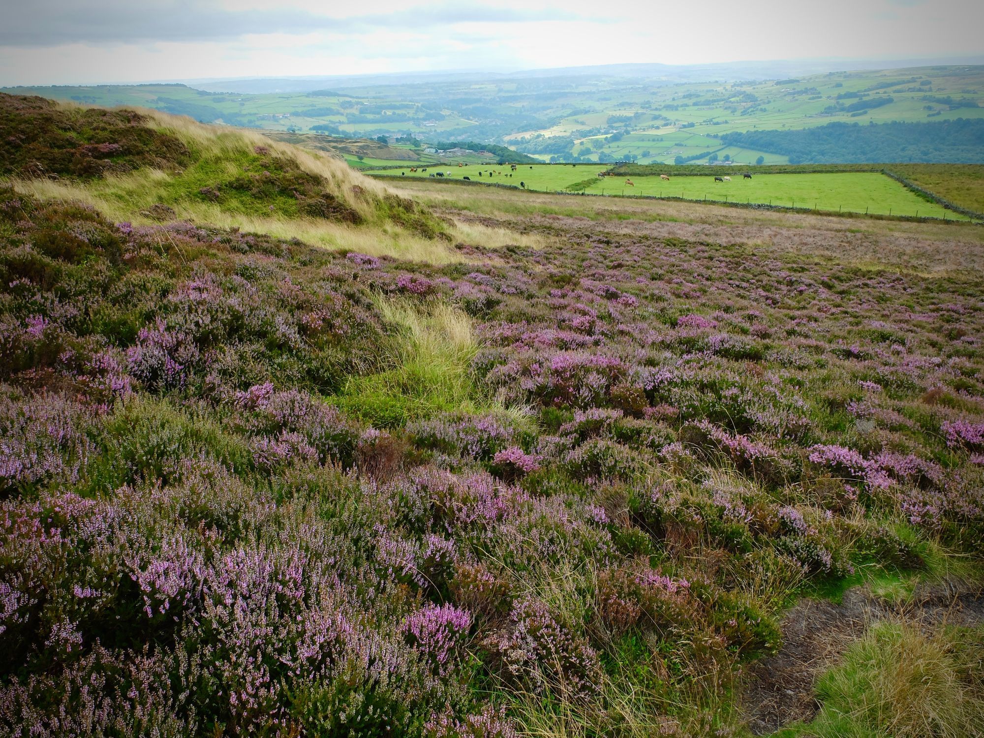 There's more than one sprig of Bell heather! Here, thousands of flowering plants stretch down a sloping hill into the distance, turning it from green to purple and pink. In the background, green fields and a few cows mooching around in a field.