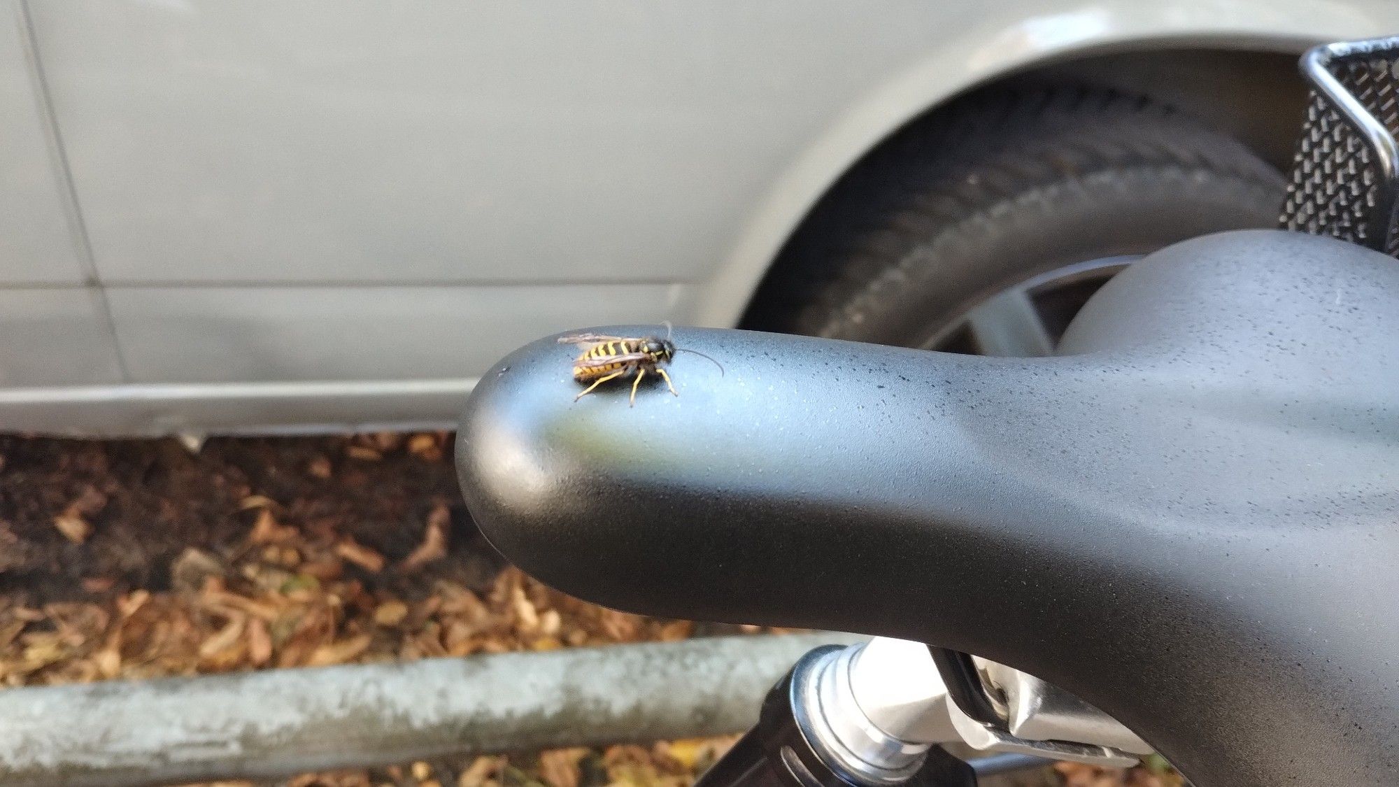 eine kleine wespe sitzt auf einem fahrradsattel