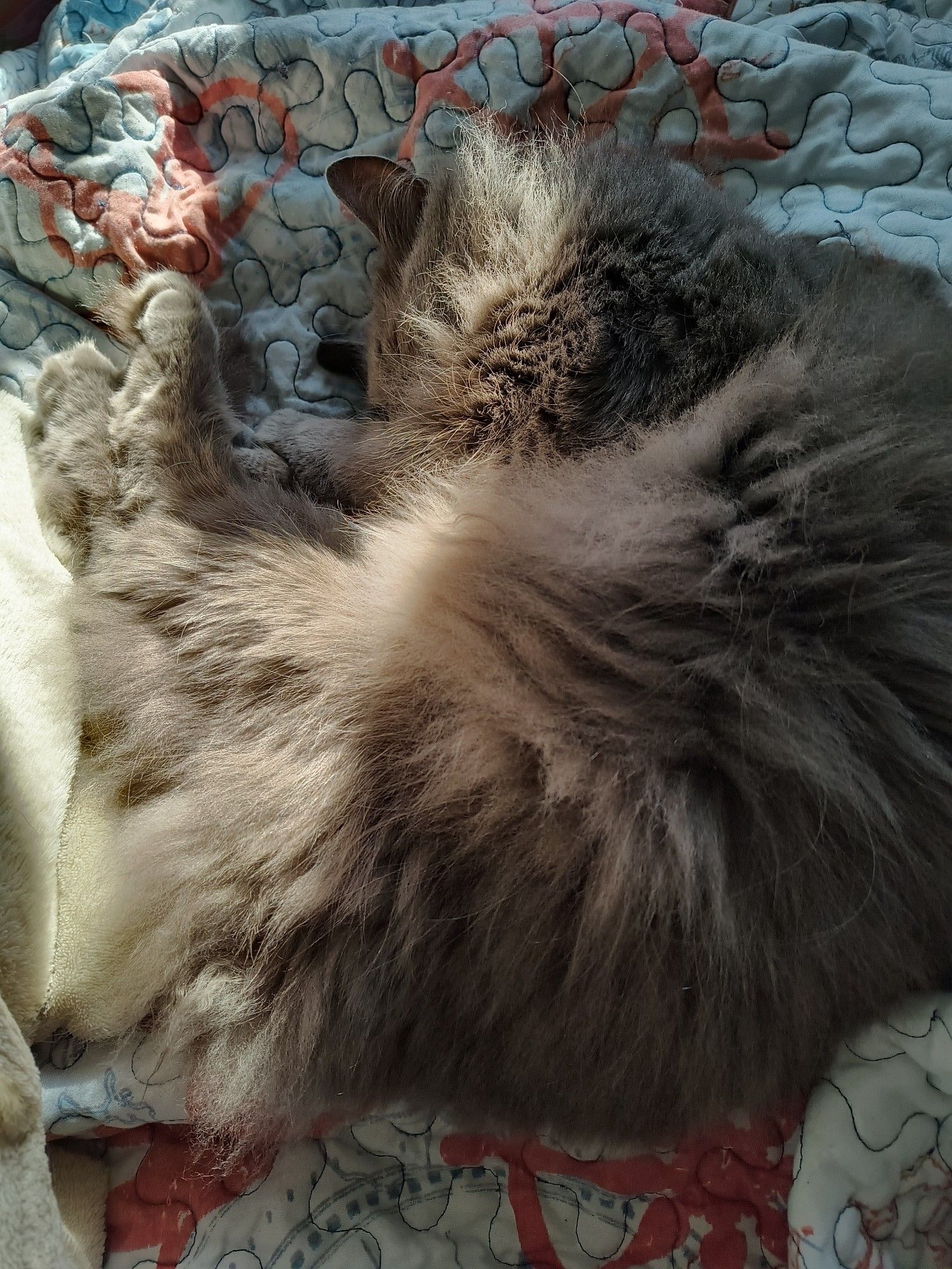 Fluffy gray cat curled up in the sun, napping.