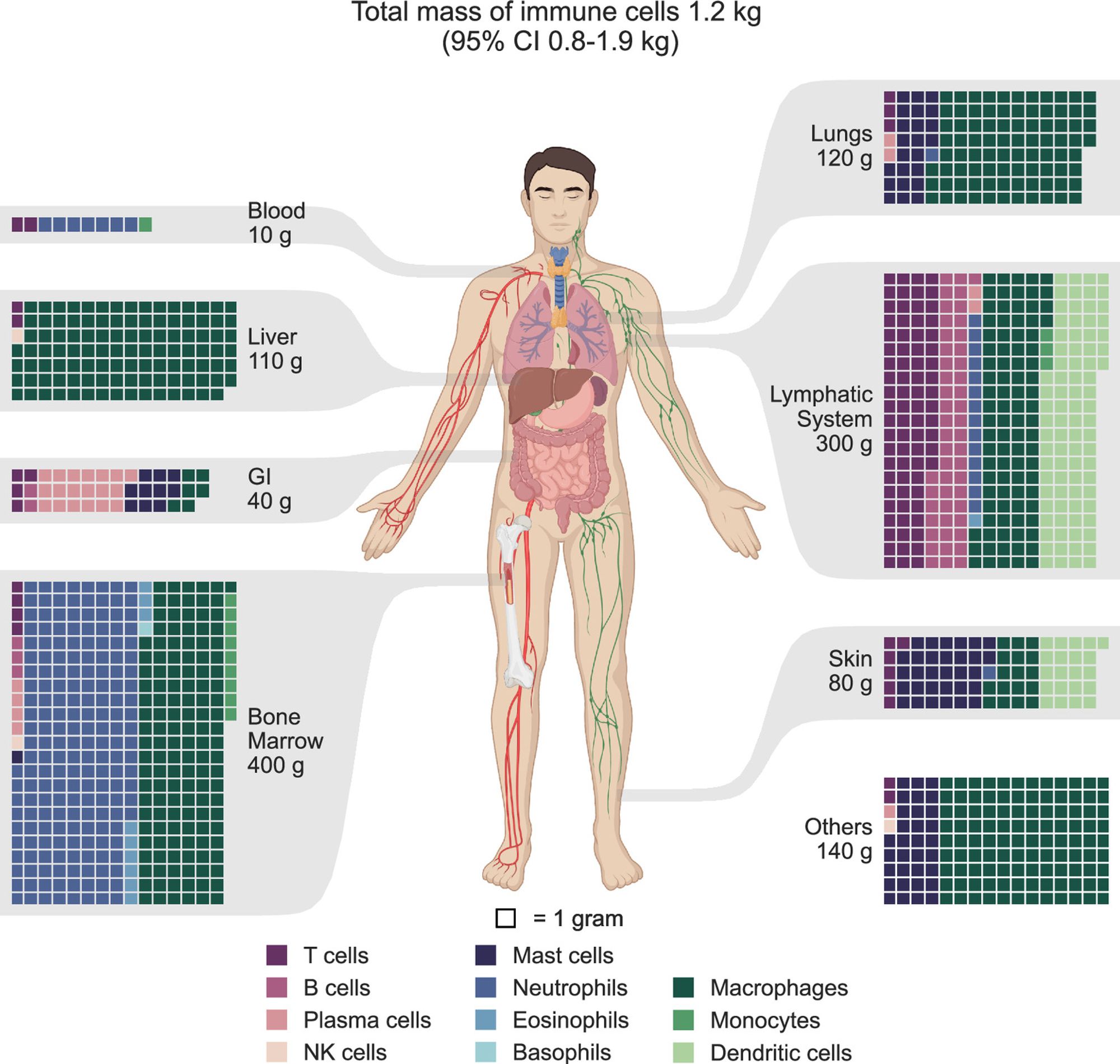 Image from PMID: 37871201 showing the distribution of immune cell mass in the human body. A body chart displays tissue locations, while a waffle chart represents immune cell mass per tissue, with each square equal to 1 g.