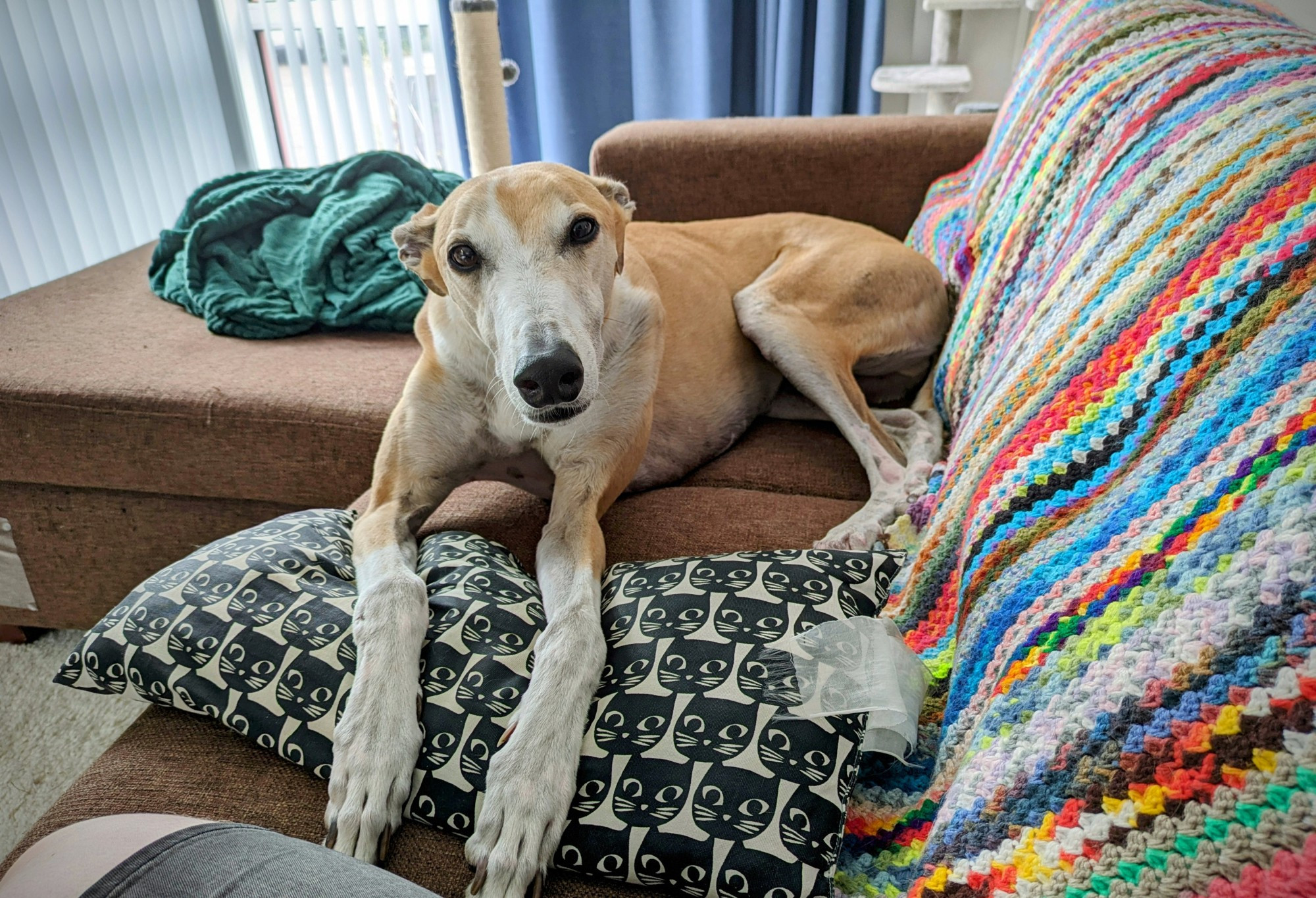 Fawn greyhound laying on a couch, giving the viewer a love stare.