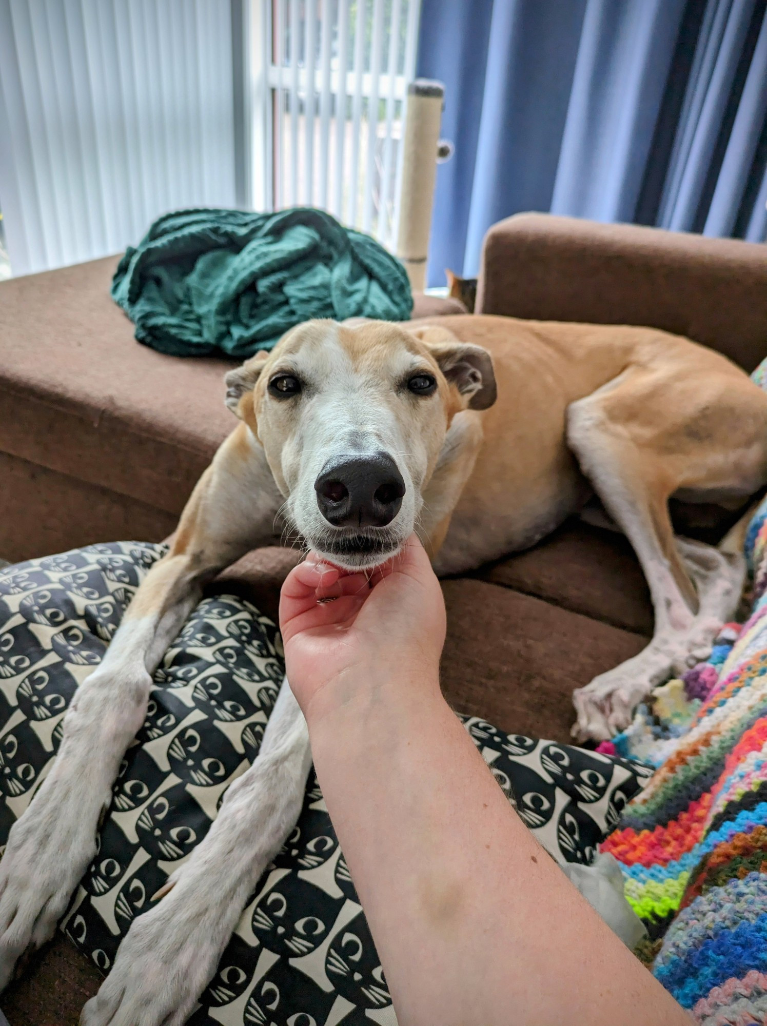 Greyhound receiving scratches under his chin, the love stare intensifying.