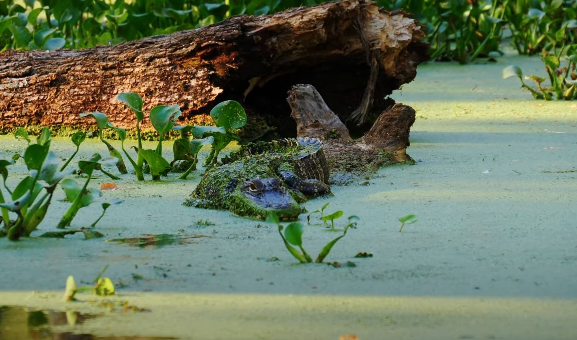 An algae-blanketed gator, nearly blending in with its natural surrounds, watches a passing boat.