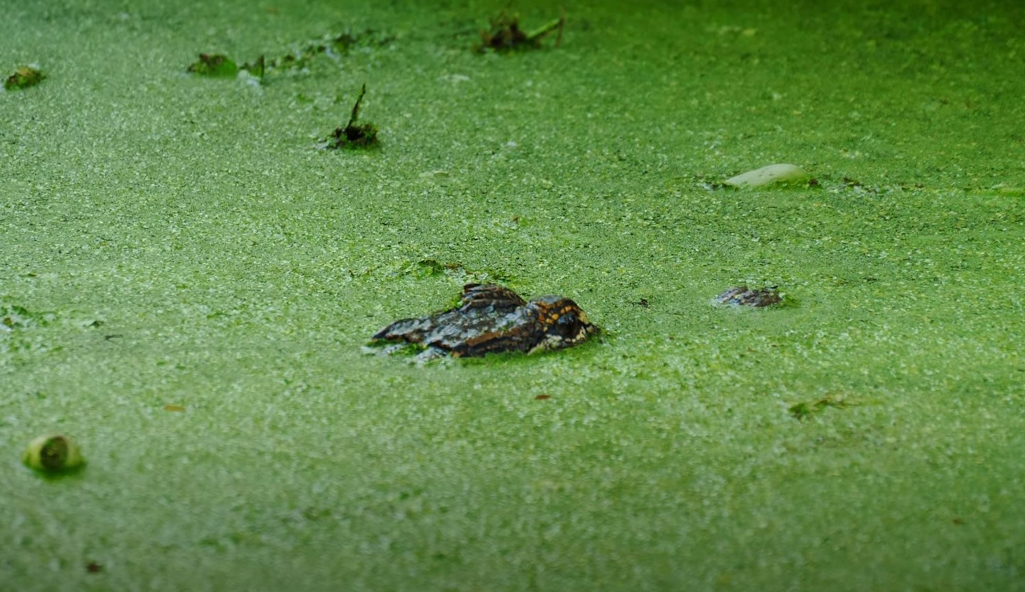 Only the eyes of a submerged croc are visible above a thick coat of algae.  It would be very easy to overlook.