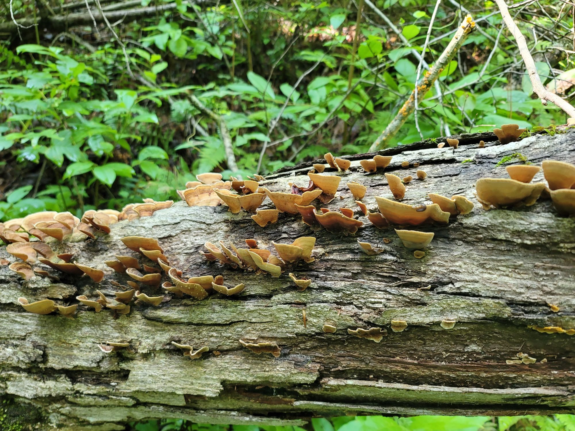 Shelf style fungus growing on a downed tree