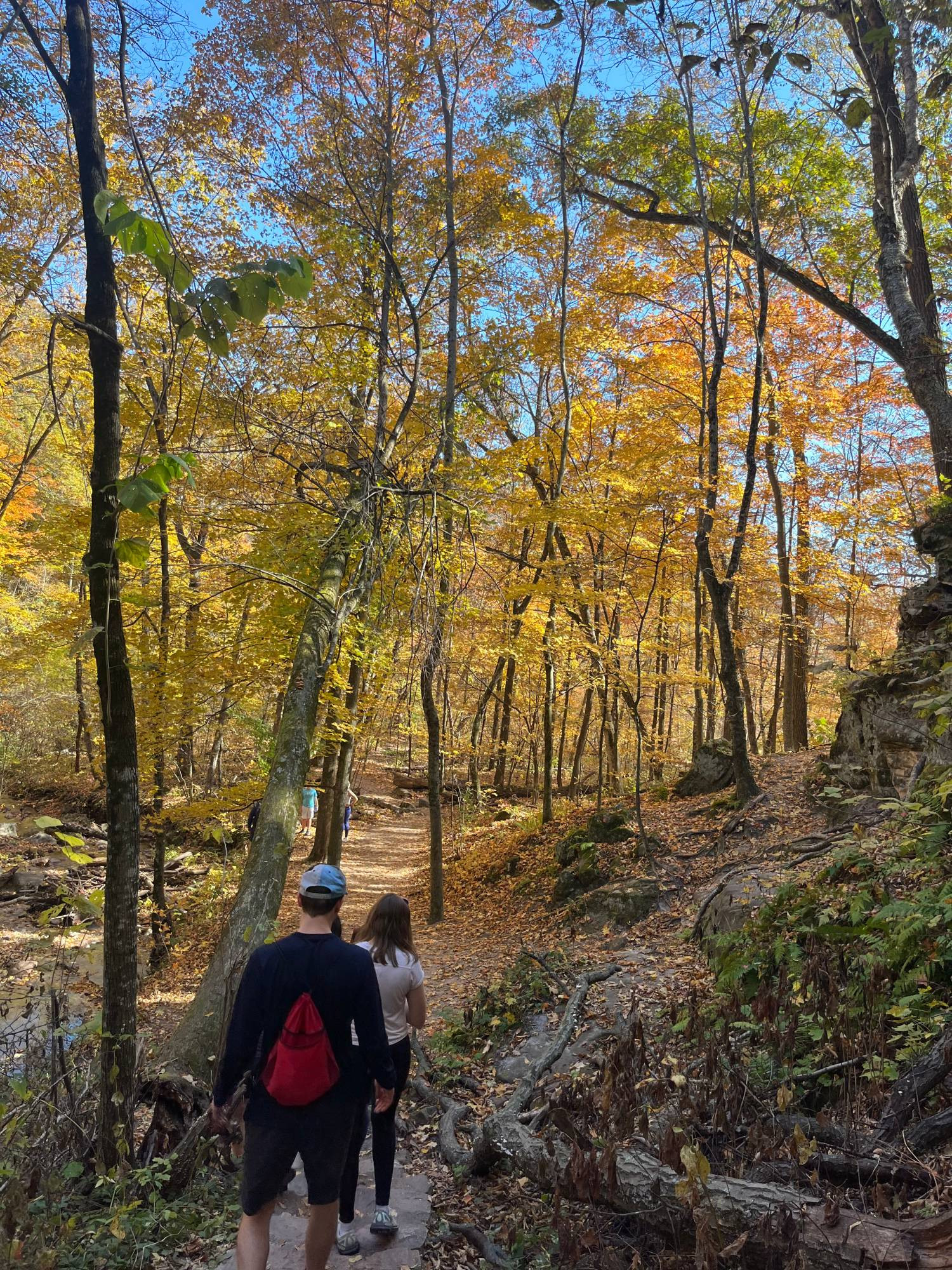 beautiful yellow leaves along a hiking trail! two people are walking the trail below the trees.