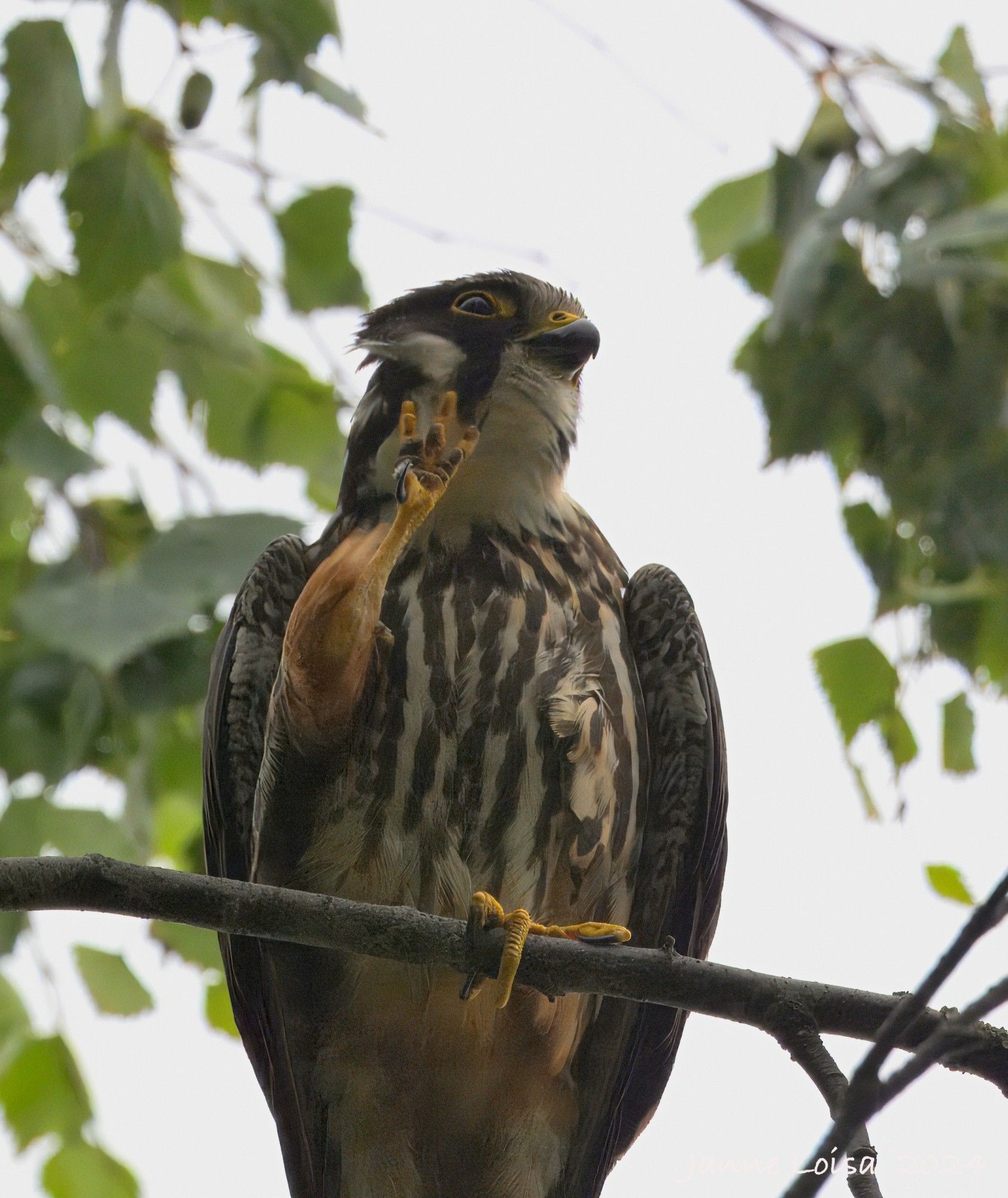 A Eurasian Hobby in close-up, perched on a Birch tree, scratching its cheek with one leg.