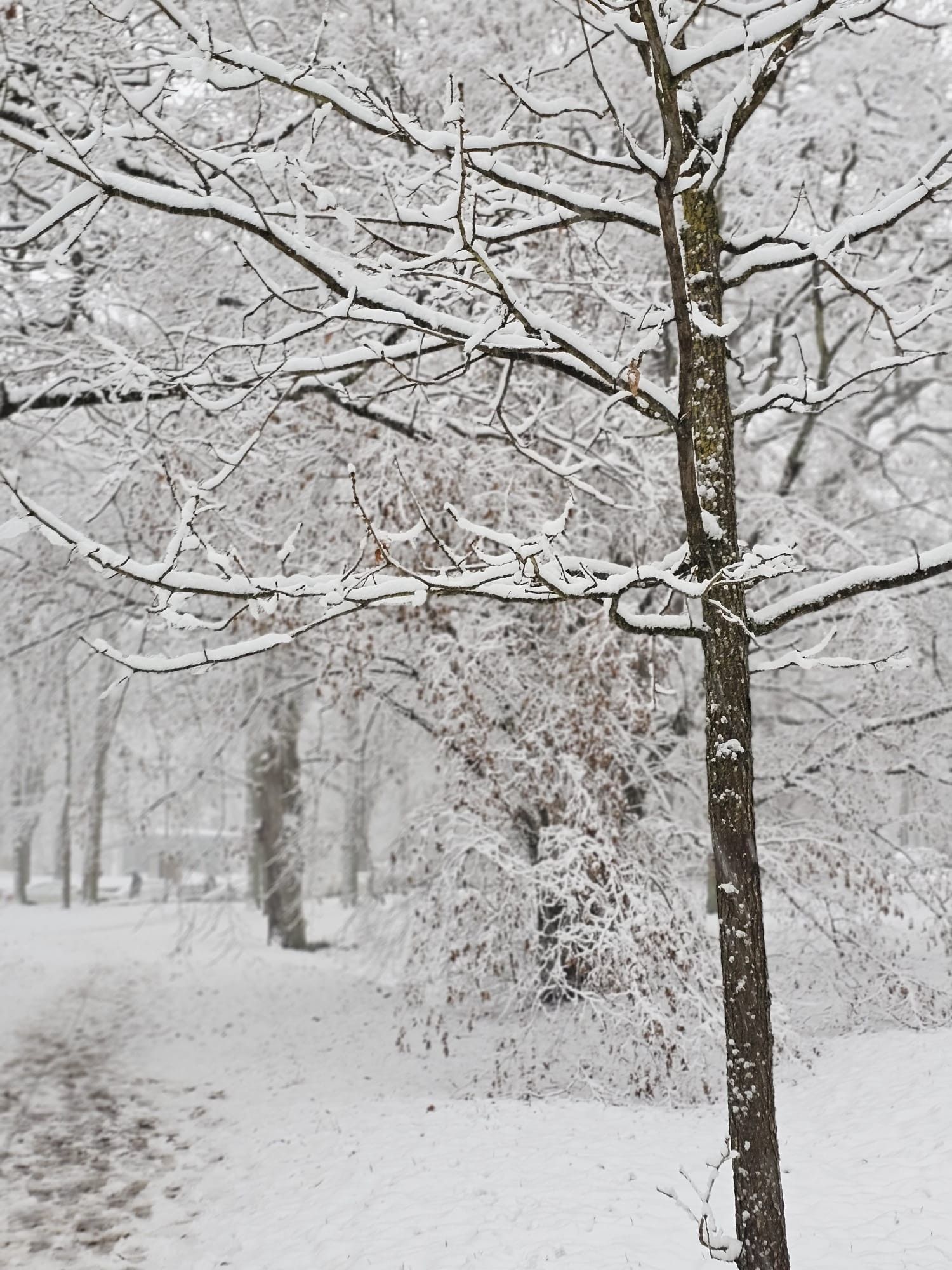 Schnee auf blattlosen Bäumen