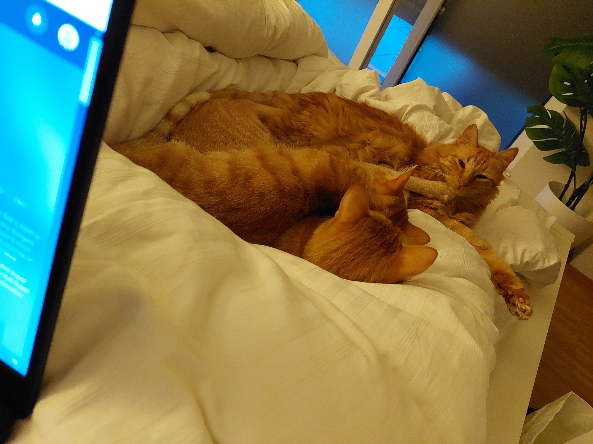 Katzen im Bett, links ein Laptop