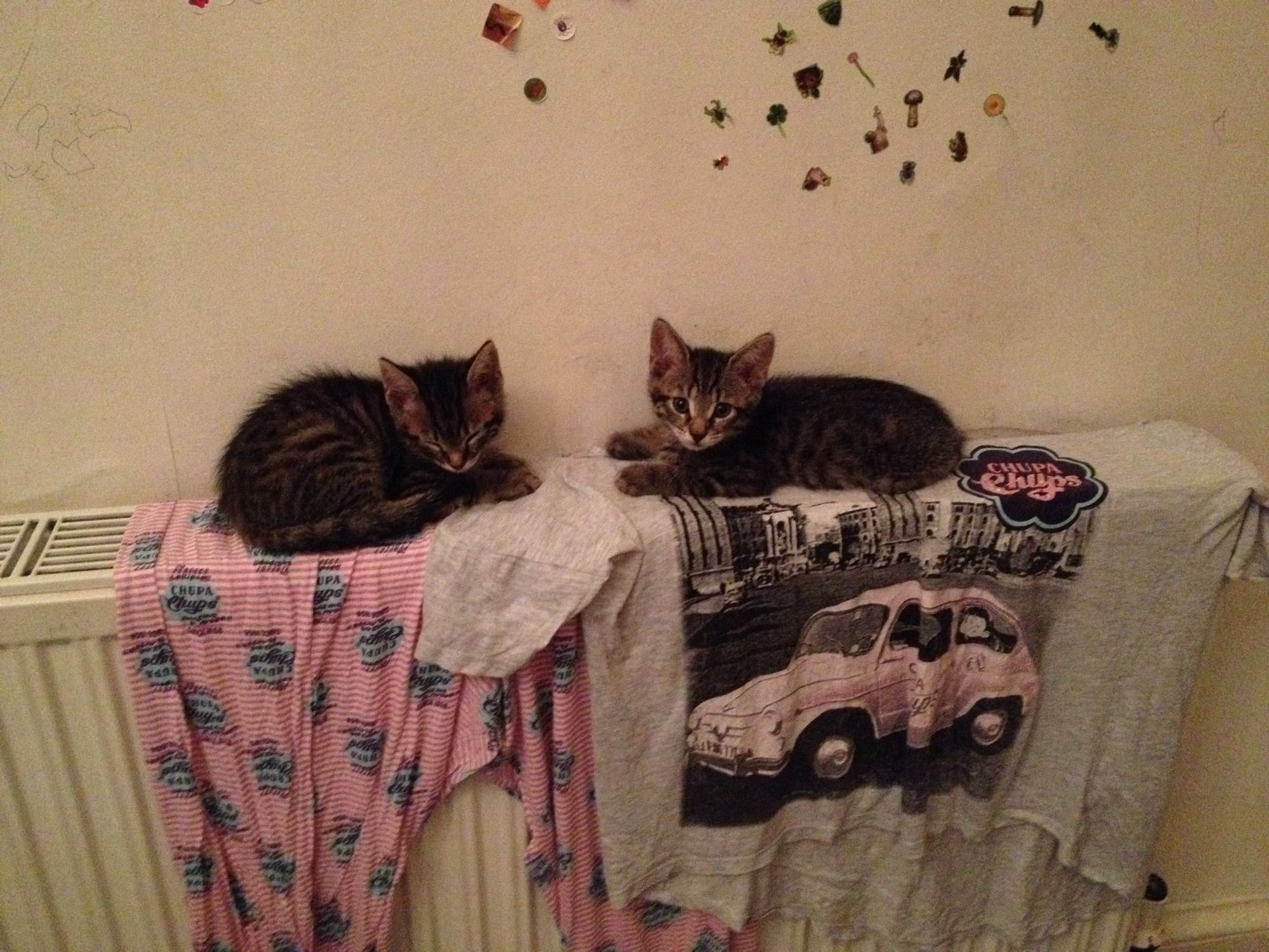 Tabby cats Kai and Jet lying on top of a radiator. They are around 5 months old