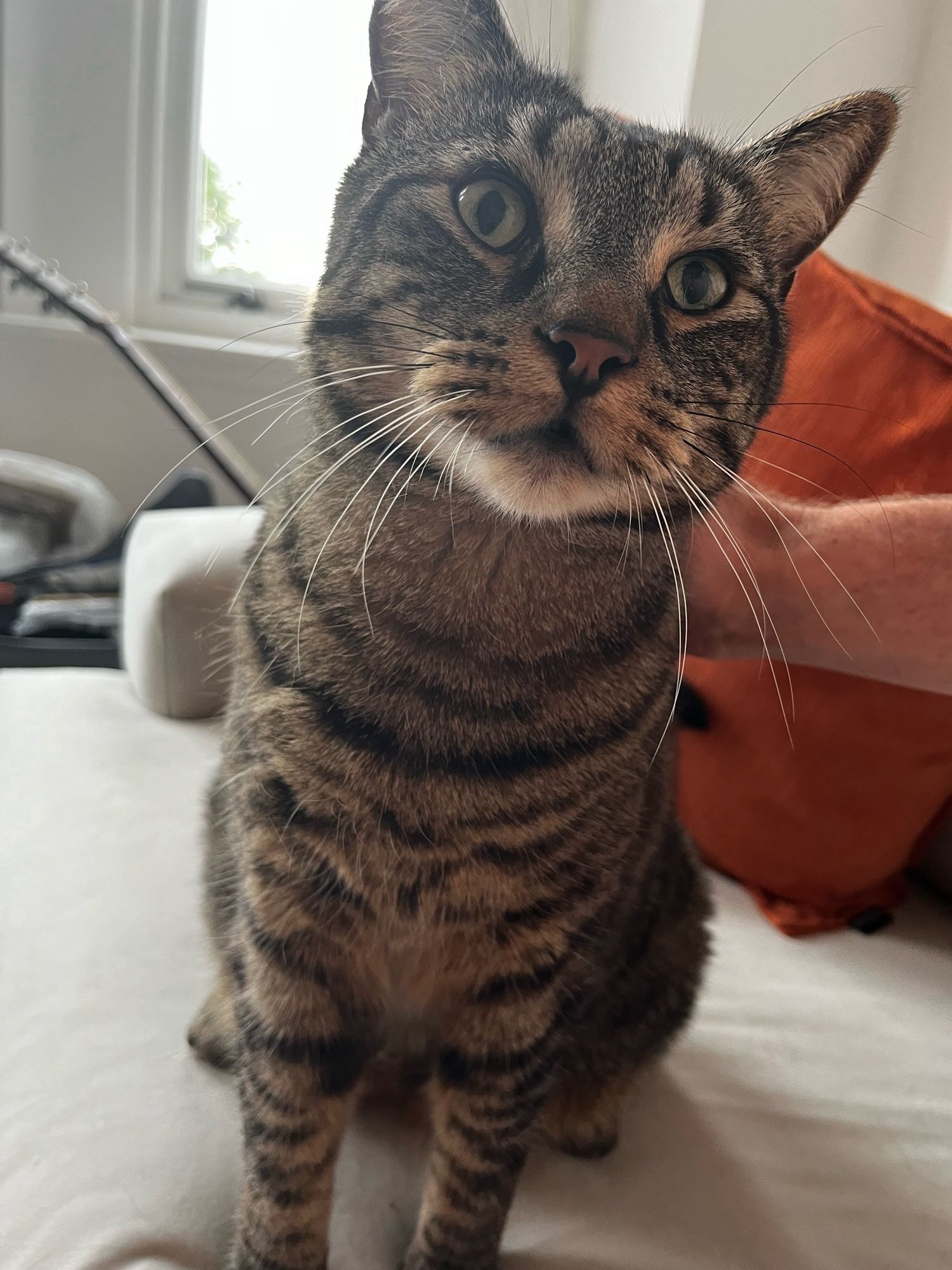 Jet the tabby cat, looking cute while sitting on a cream sofa