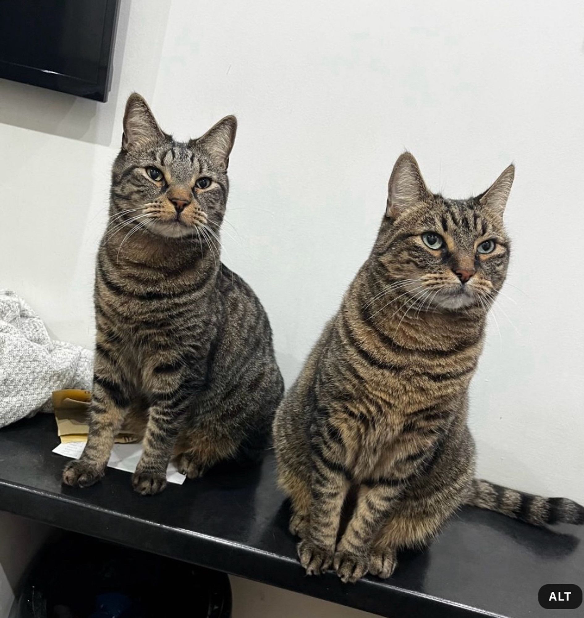 Tabby cats Jet and Kai sitting on a worktop waiting for treats