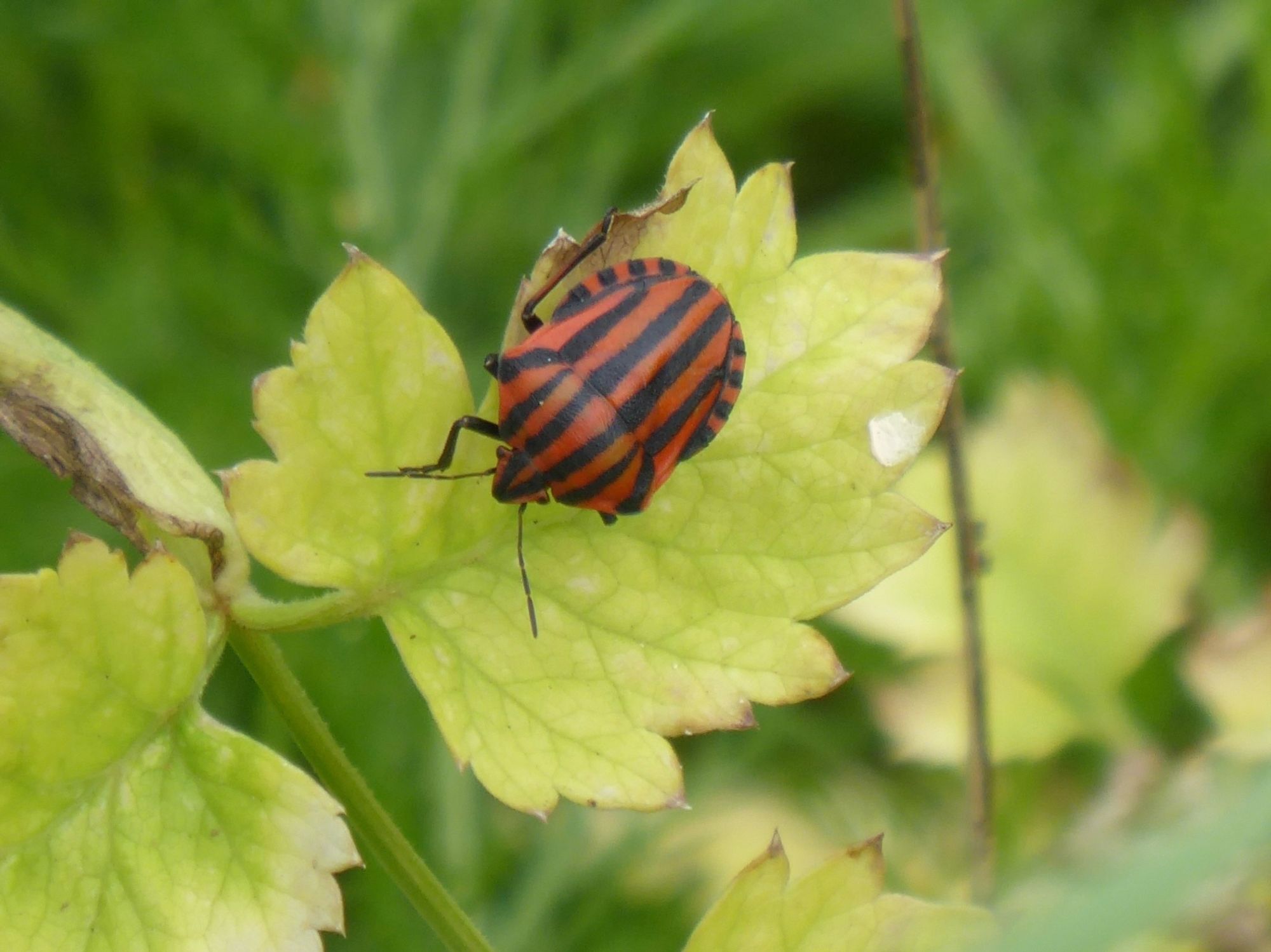 Red and black striped shieldbug on leaf.