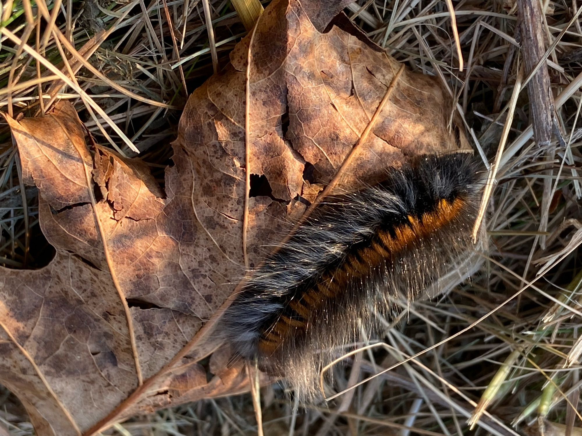 Hairy fox moth caterpillar on dried leaf.