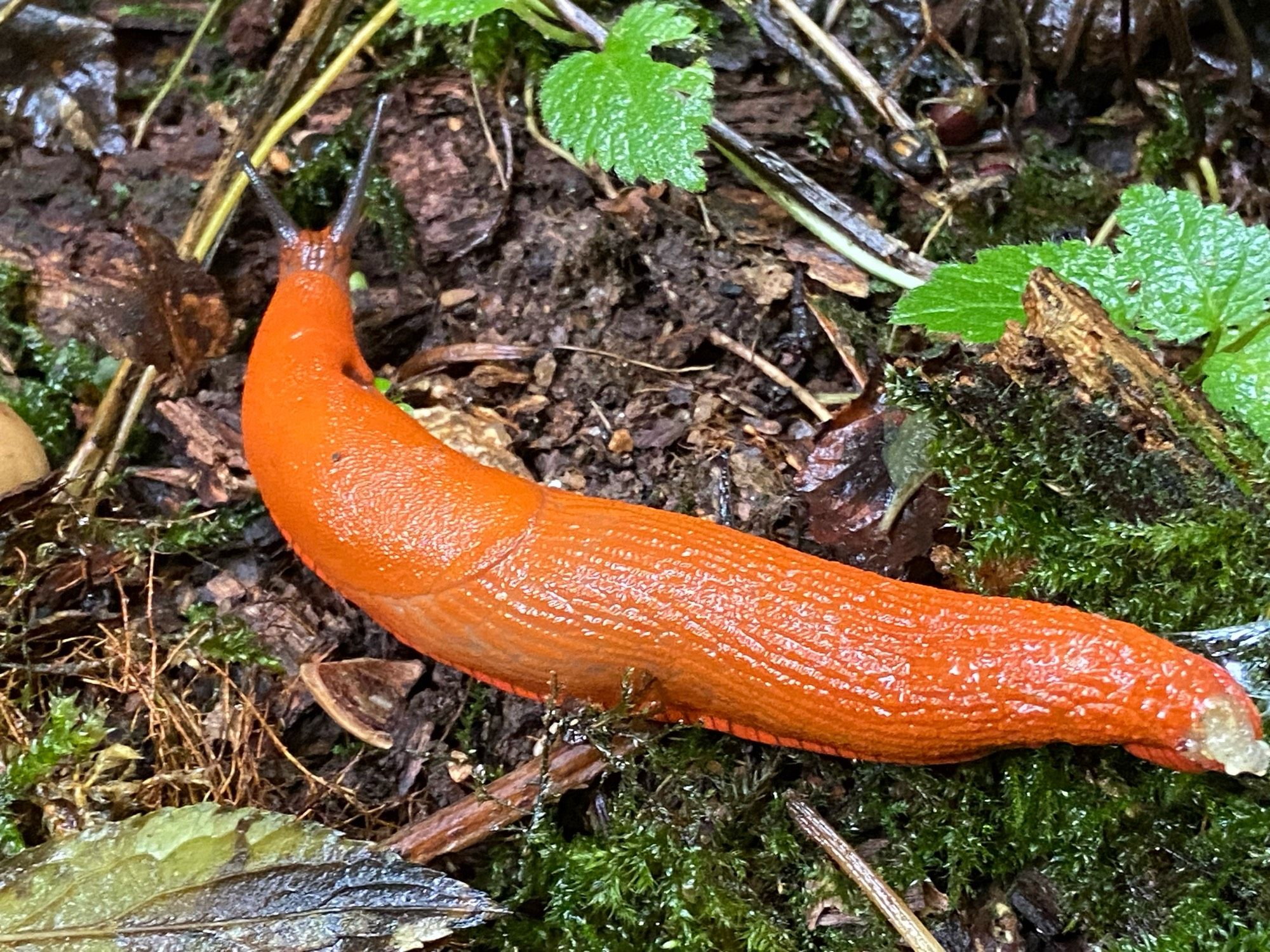 The brightest orange slug I have ever seen.