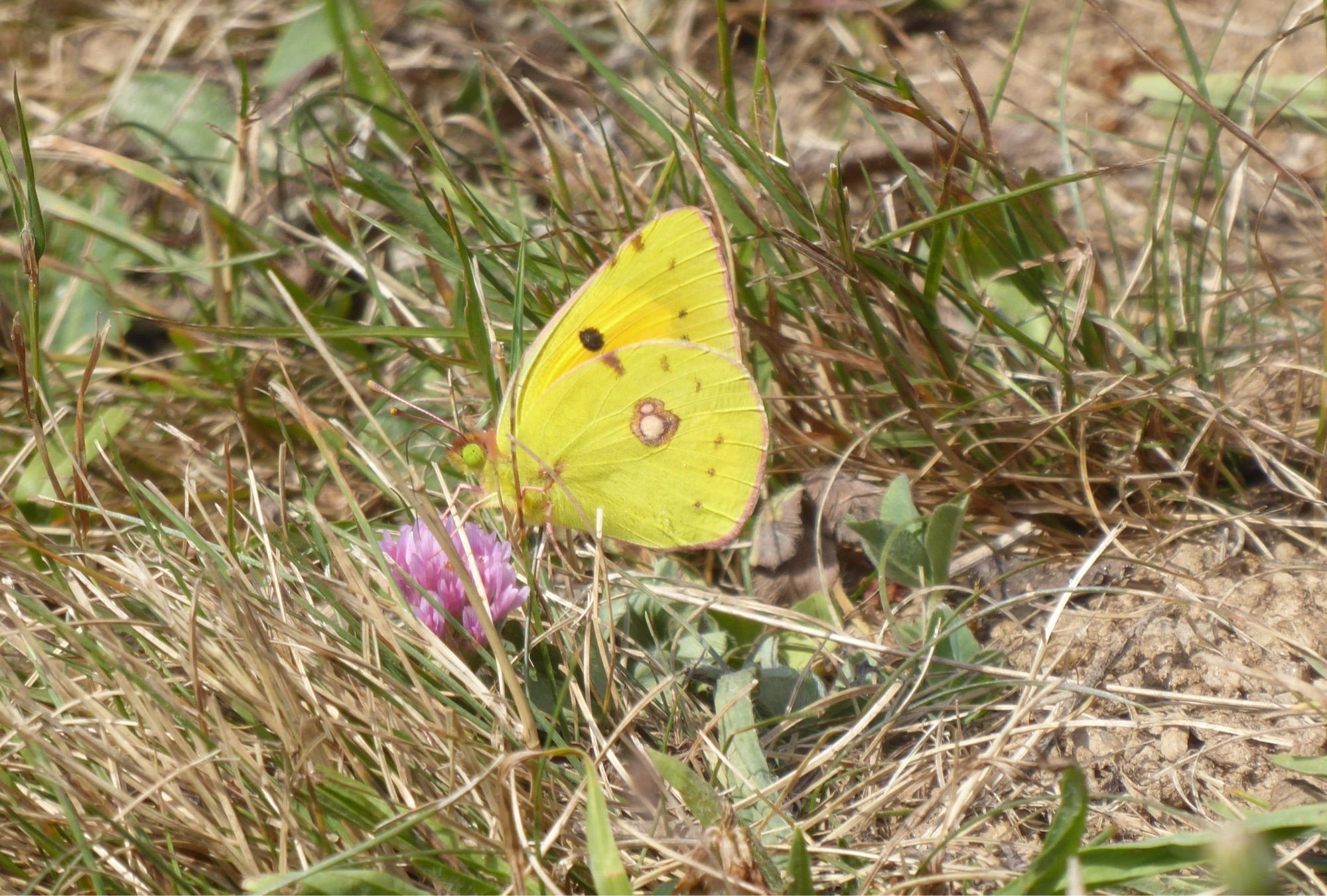 Clouded yellow butterfly feeding on clover.