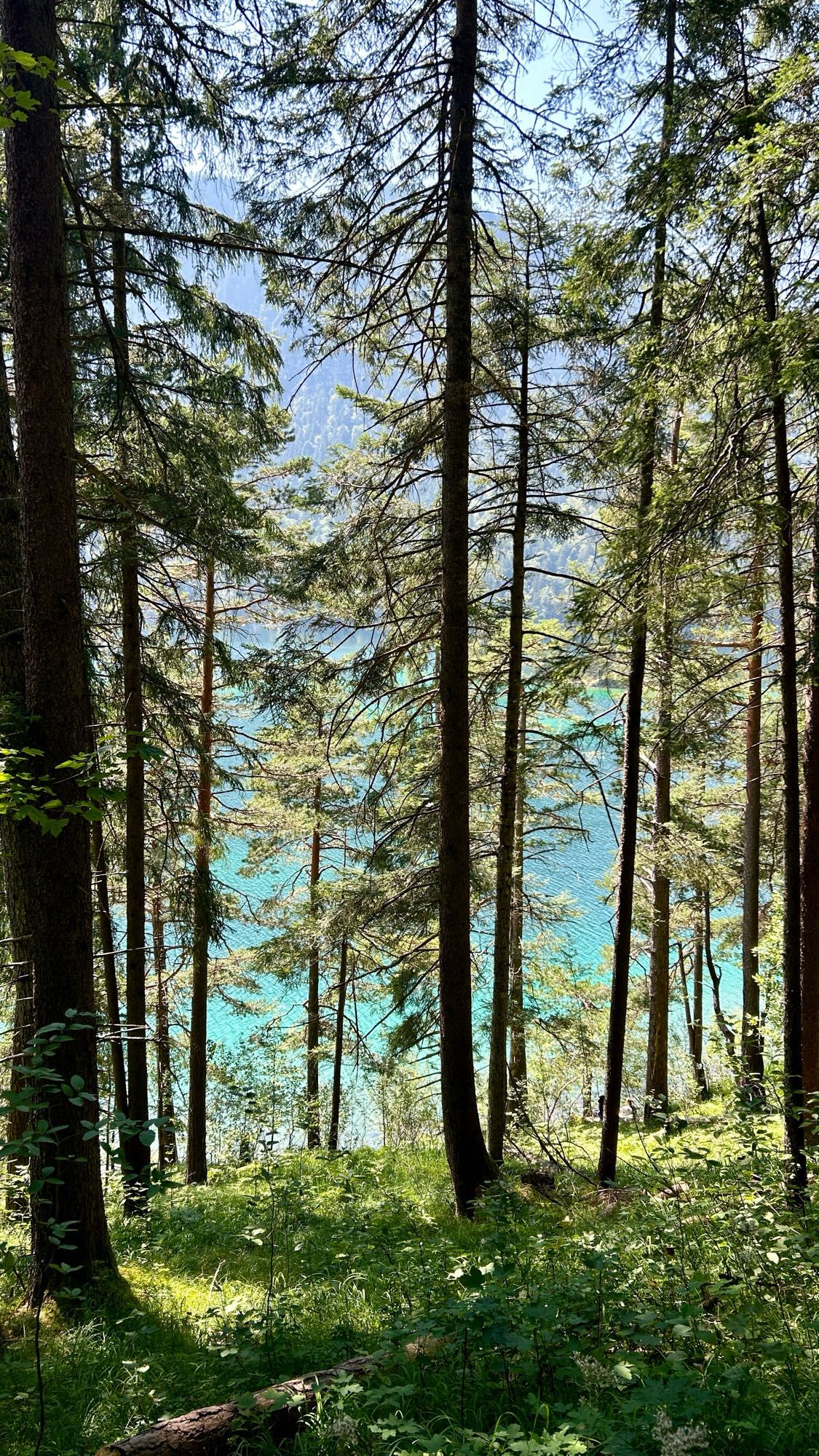 Wald und türkiser Eibsee