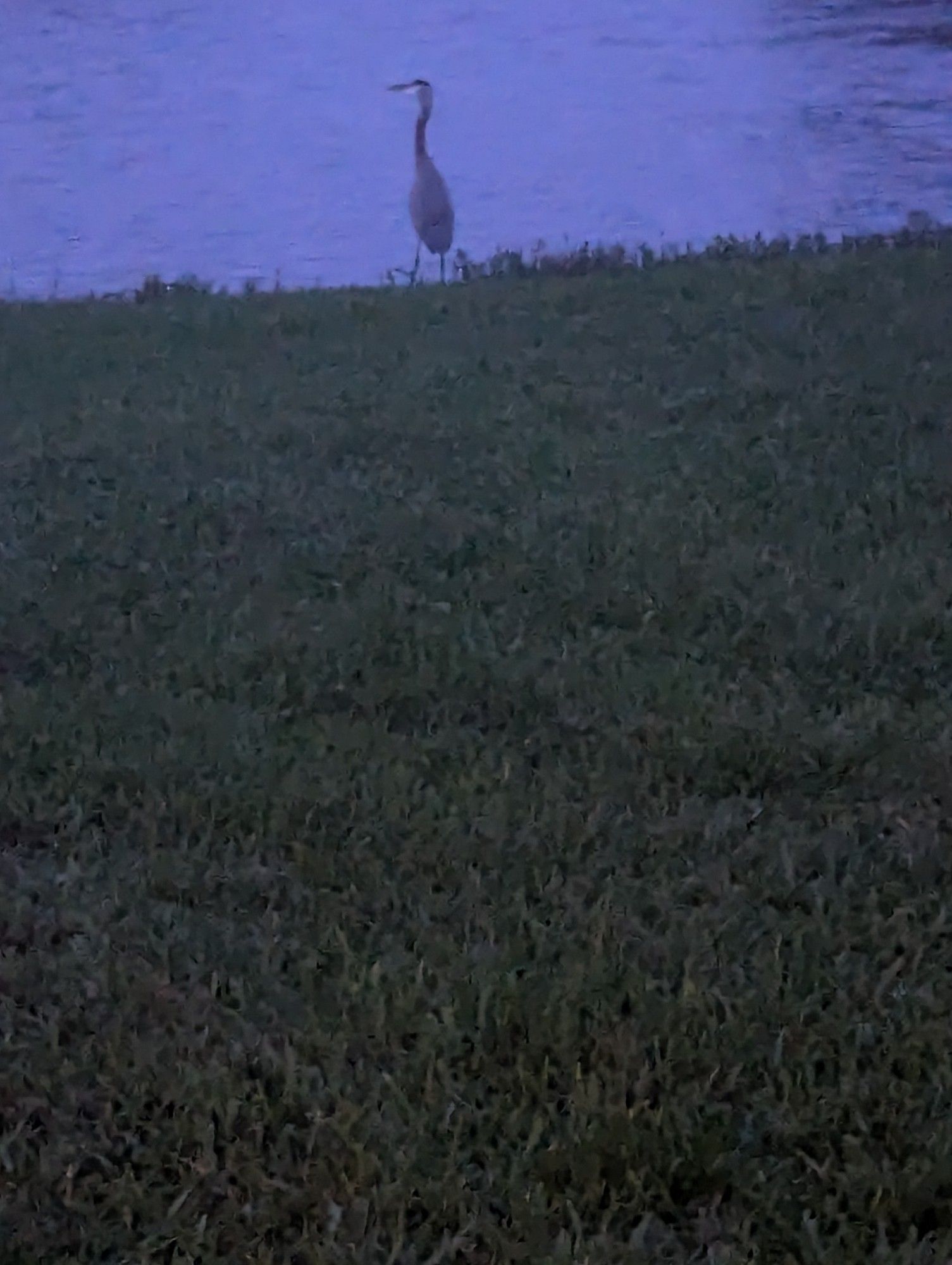 Crane at the edge of the pond in the dark