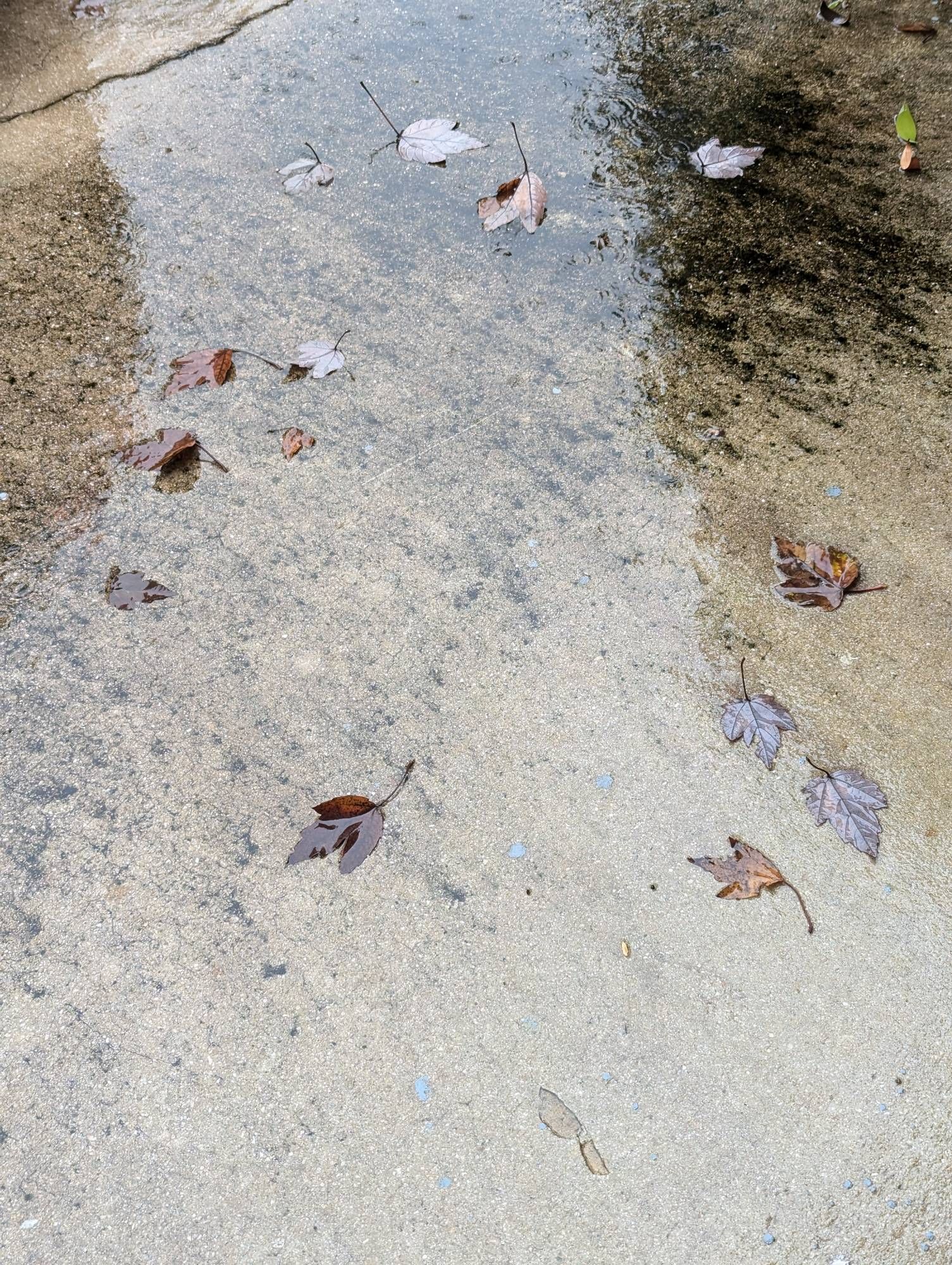 Rain earlier today, was raining constantly for about half the day. Lot of the yards are waterlogged, pots and buckets left out are full, some of the drainage systems are already overflowing.