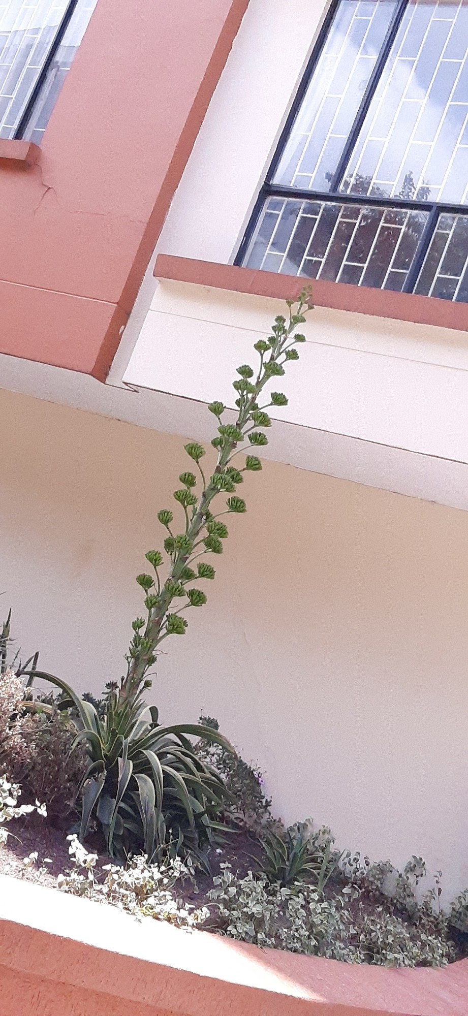 Same aloe-like plant: the central stem rises up to approximately 3 meters (6ft), teniendo flores en paquetes pequeños y disposición pentagonal.