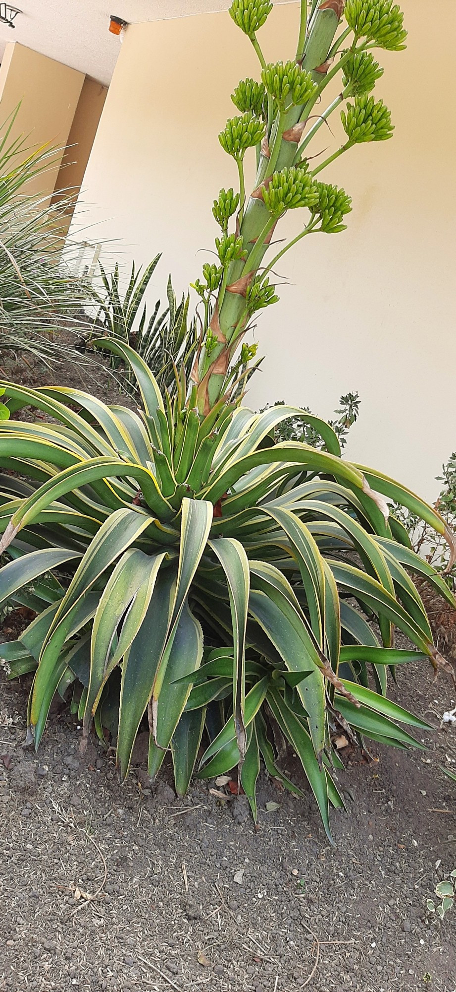 A spiky aloe-like plant, located in Bogotá Colombia. Green and yellow hues, palm-like floration in tight green buds.