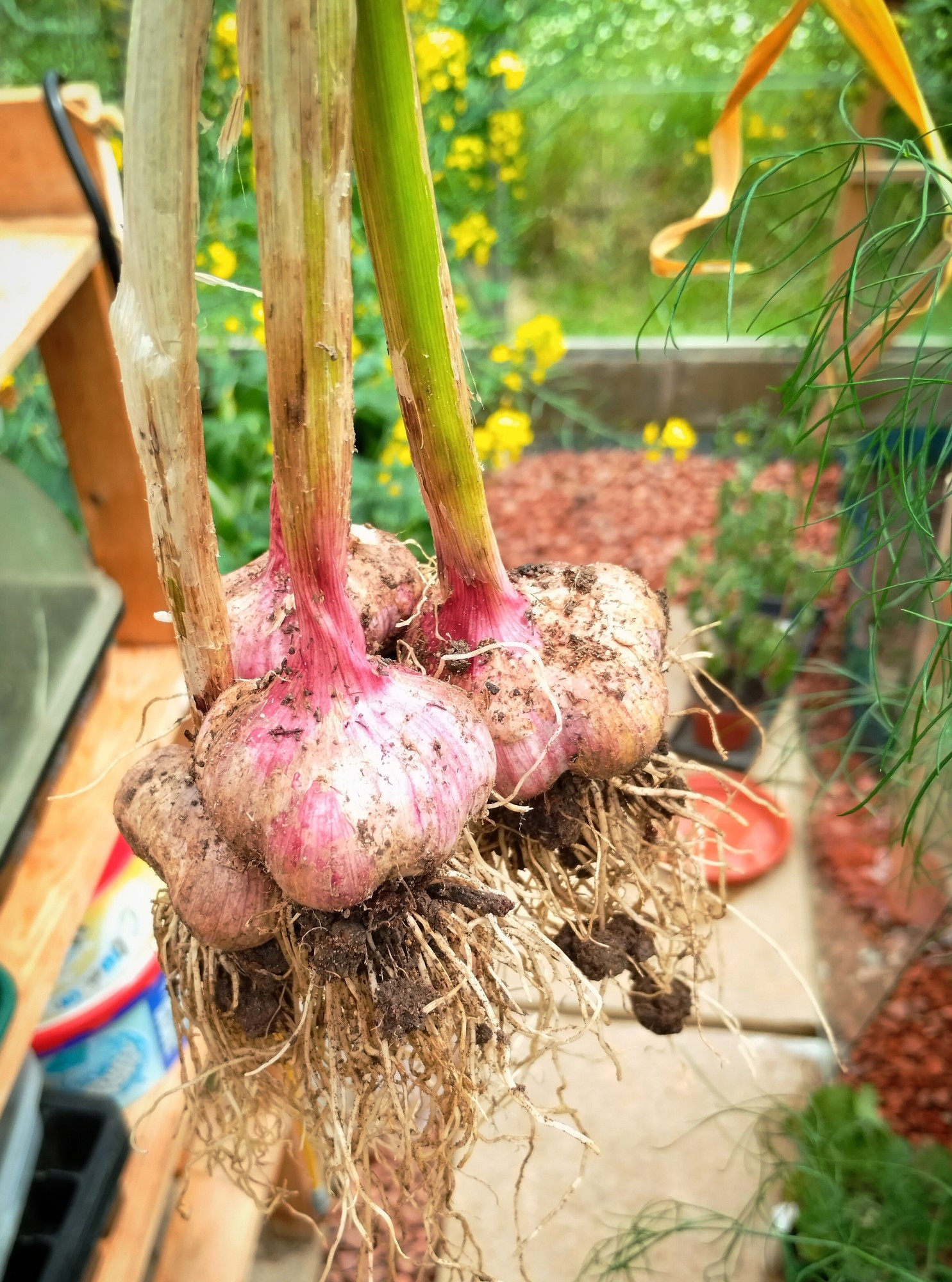 Freshly pulled garlic bulbs, still covered in soil