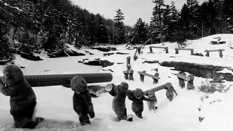 Hundreds of beavers in HUNDREDS OF BEAVERS