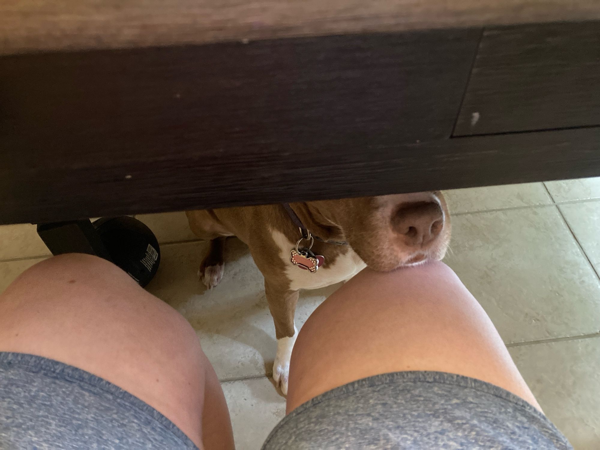 the view under the table of my two knees, one of which has the sweetest little pitbull-mix muzzle resting ever so gently on the kneecap, her eyes and rest of body completely obscured by the big table i’m sitting at and she’s sitting under