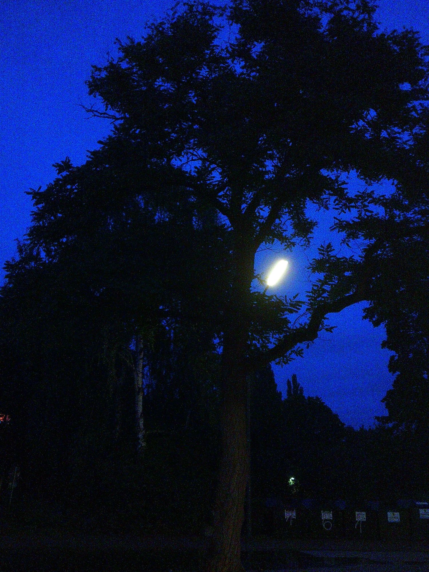 Zur blauen Stunde. Straßenlaterne die zwischen einem Baum hervor leuchtet