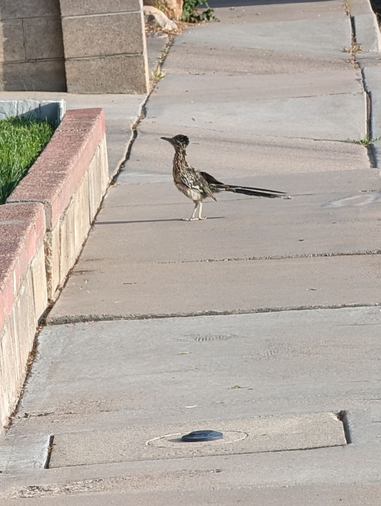 Road runner, standing on a sidewalk, looking at a house.