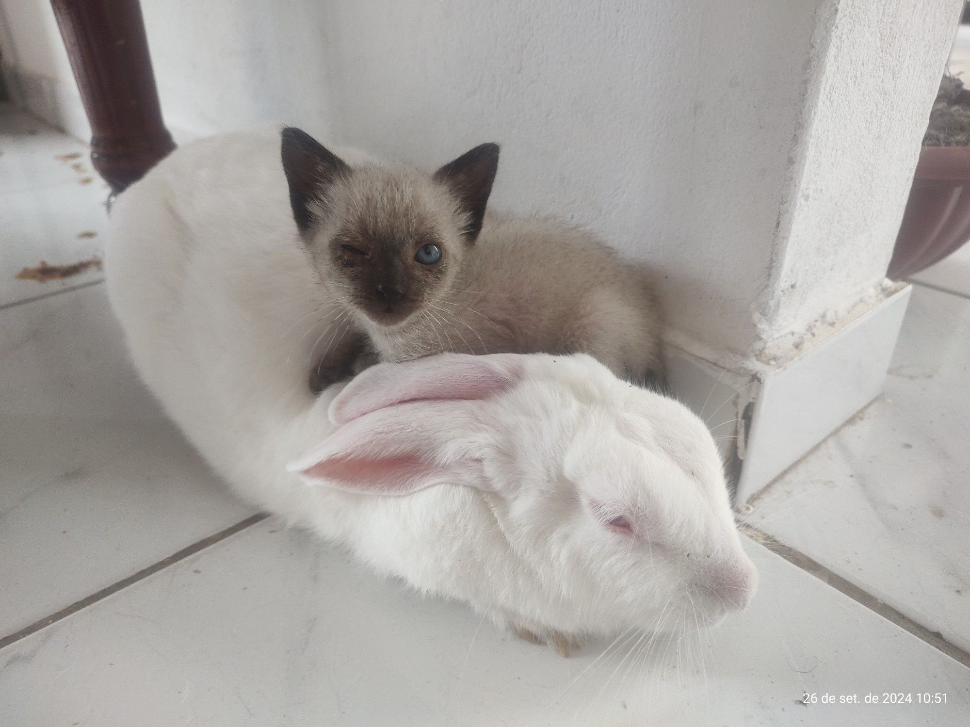 Três imagens que mostram um gato cinza filhote sem raça definida, descansando sobre o dorso de uma coelhinha branca que é sua amiga.