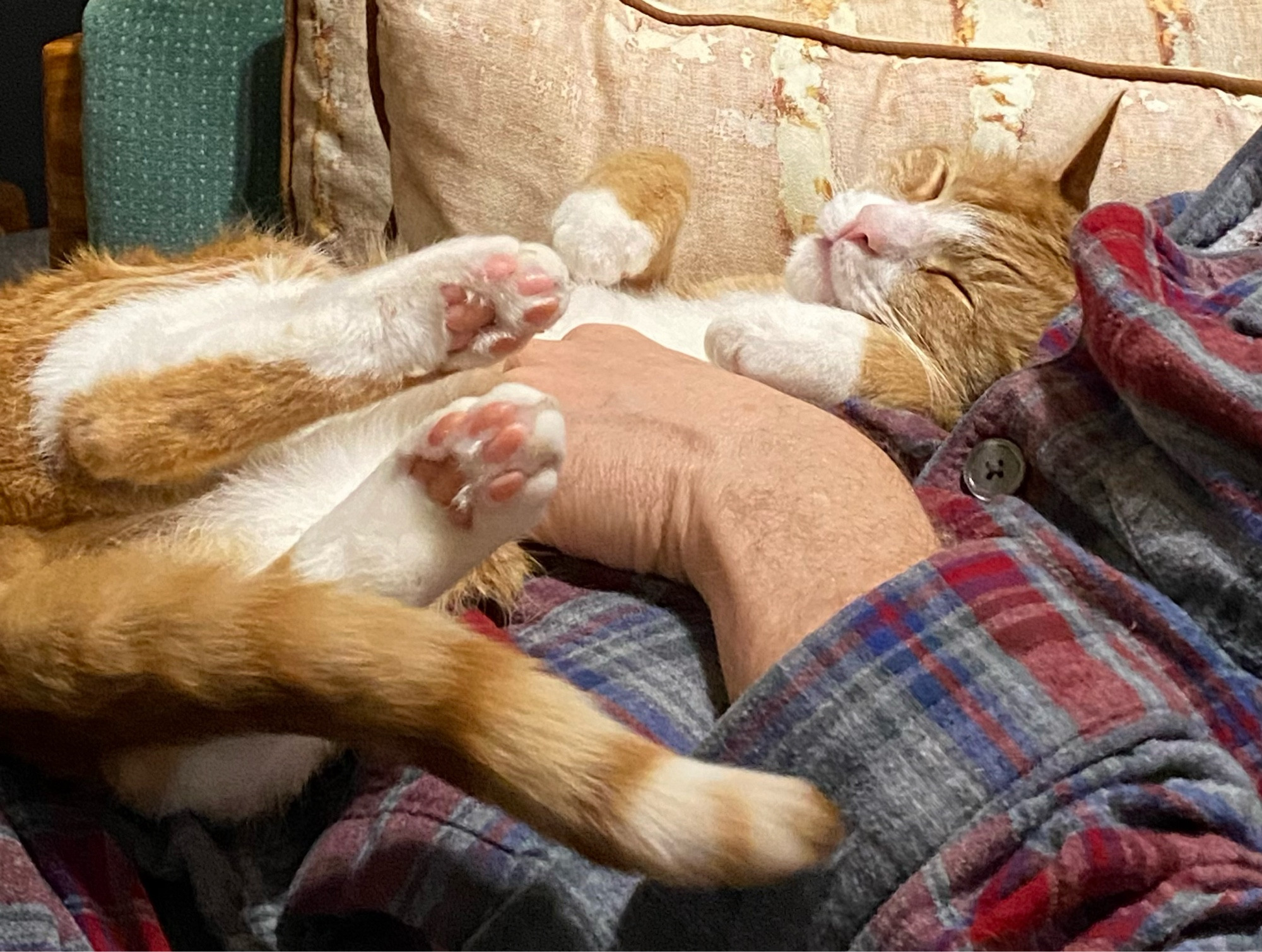 Contented yellow and white cat lying on his back getting a belly rub.