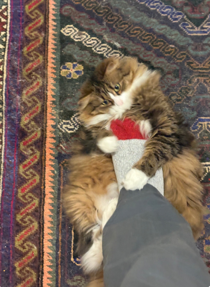brown long hair floof with white noise and neck on his back viciously clawing at the foot tickling his belly
