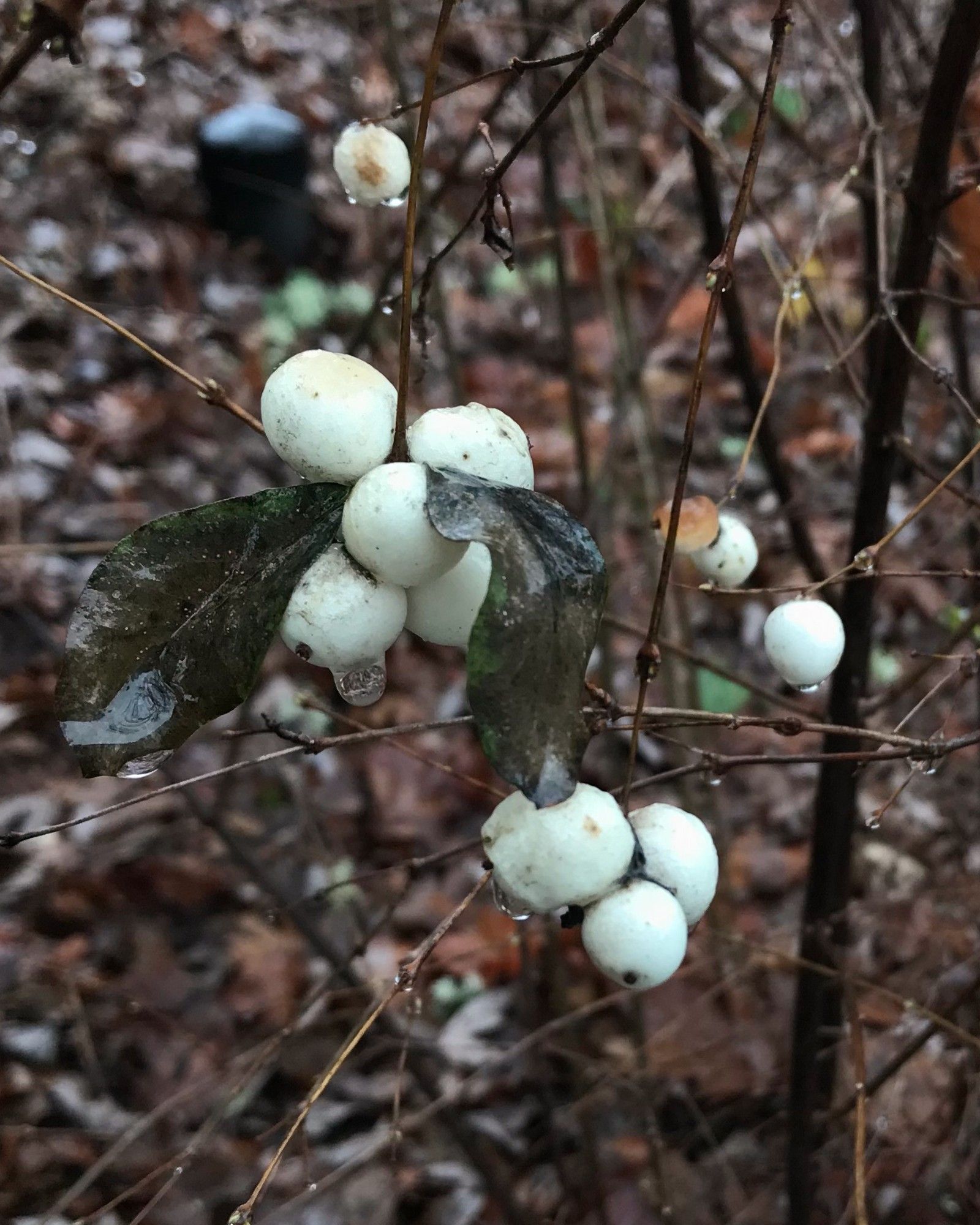 A photo of snowberries in winter. They are white, about 1/2-inch diameter, growing in clusters on the shrub's thin branches.