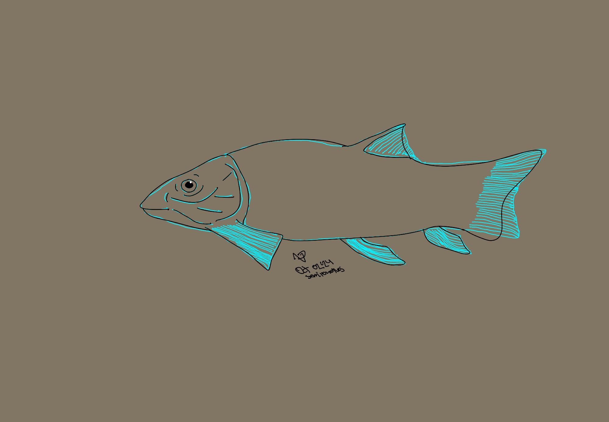 Semionotus outlline with blue sketch layer underneath on brown background. Its a fish, nothing terribly exciting to look up.