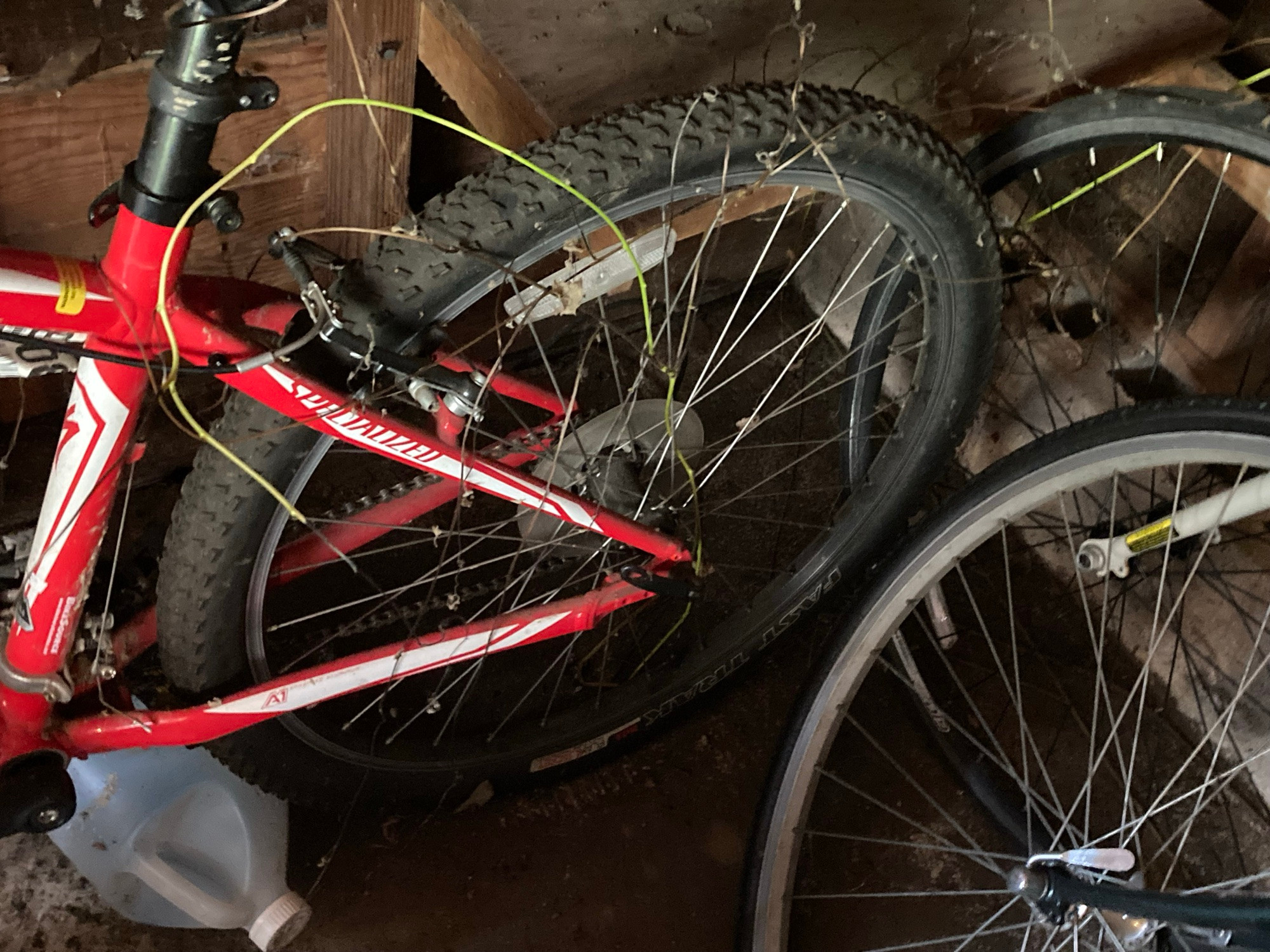 My bike in the garage, a plant has grown around and between the spokes