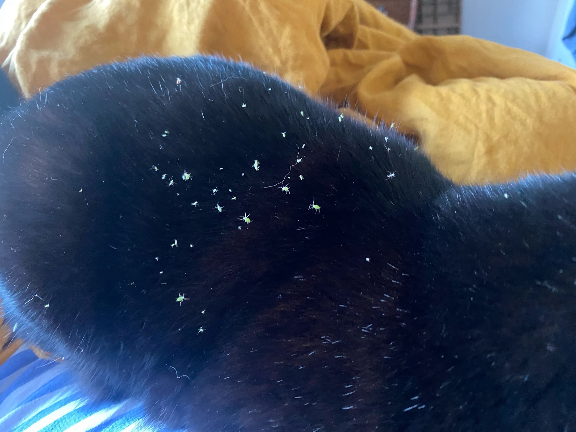 A black cat covered in tiny green aphids