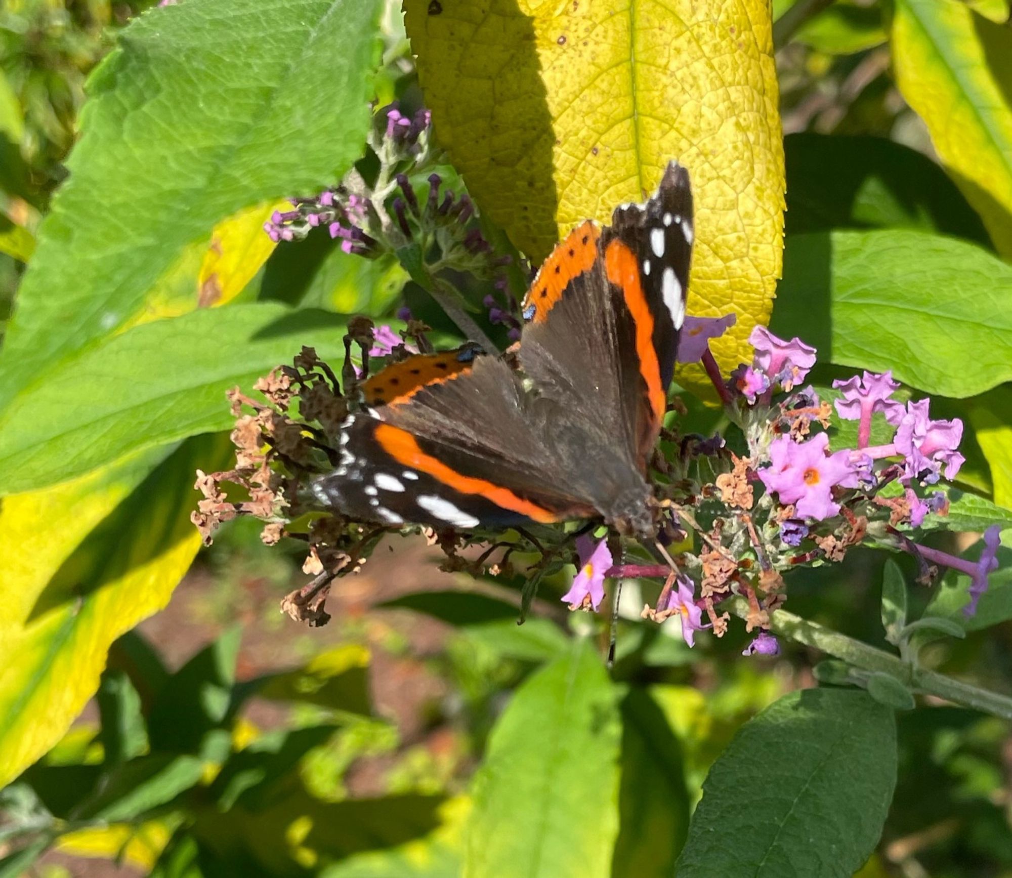 Admiral Schmetterling auf blüte