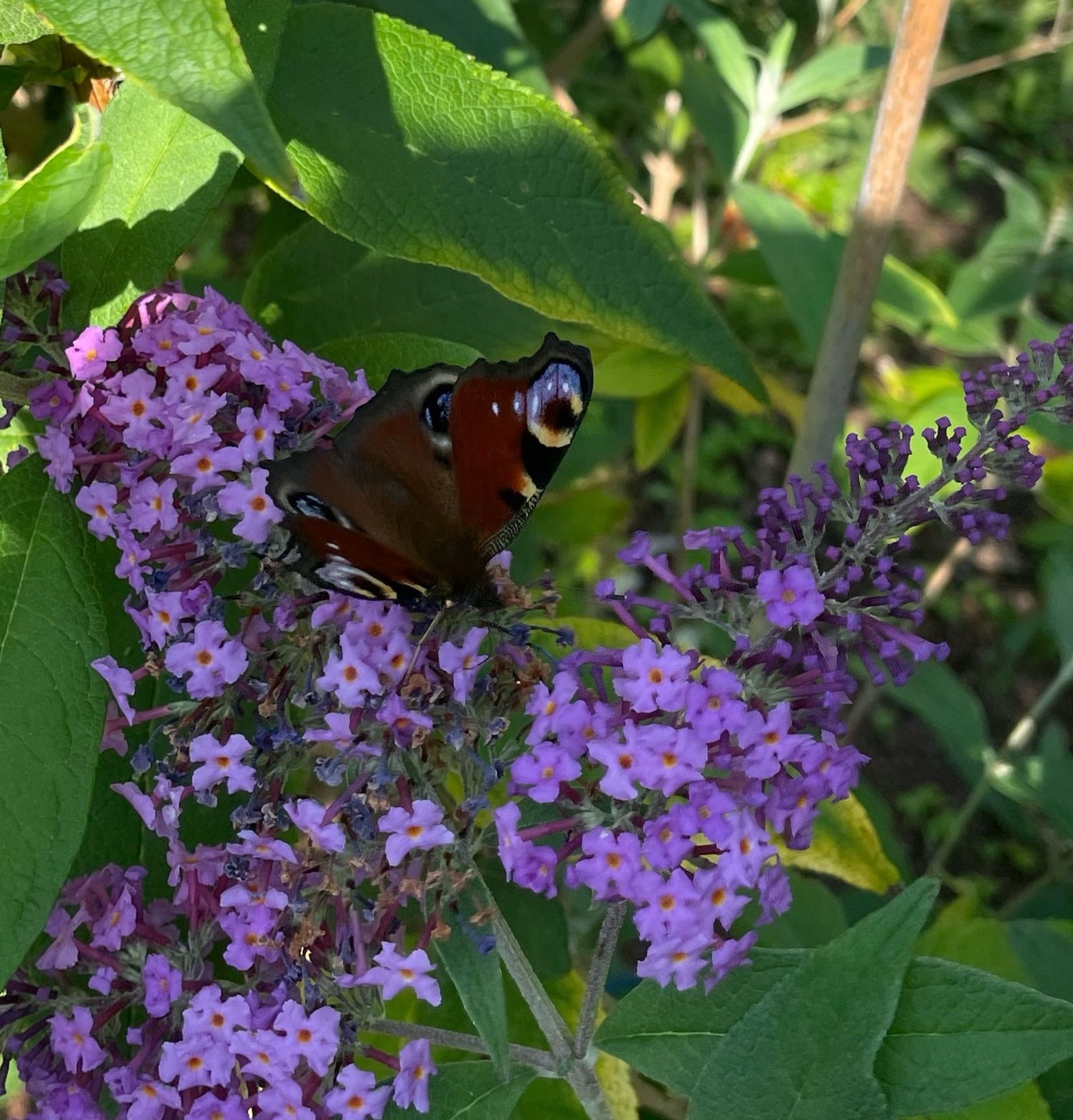 Tagpfauenauge auf der blüte